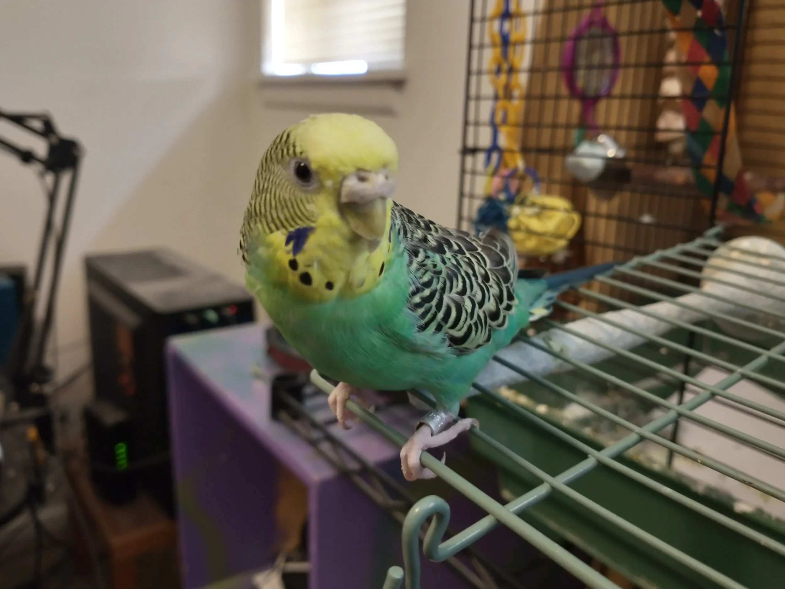 Kito (Sept 2015 - Feb 2026)