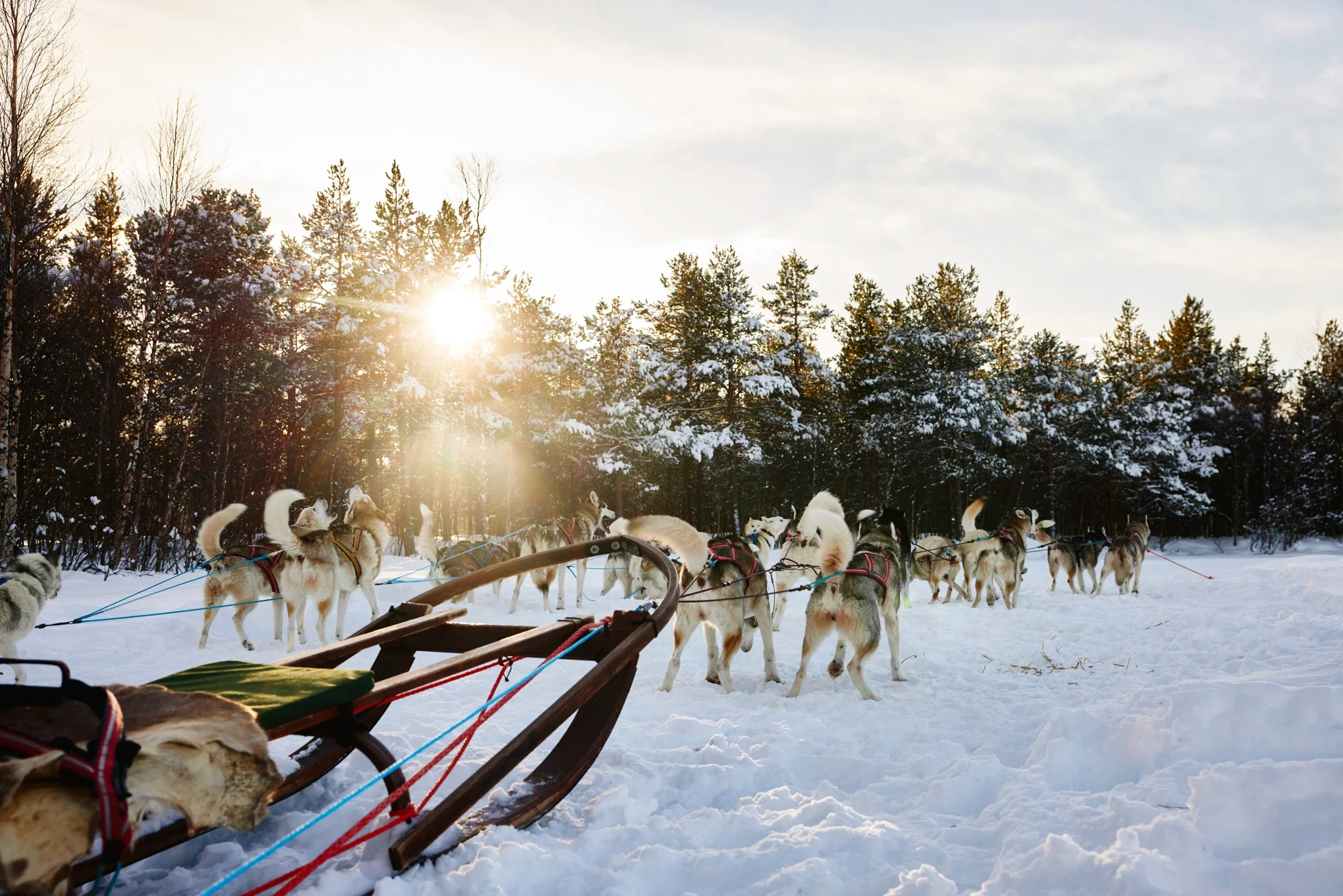 photographe évènementiel bourg en bresse – Reportage évènement Ferrari Club Challenge on Ice en Laponie sur les circuits de glace de Lapland Ice Driving, balade en chien de traîneau 
