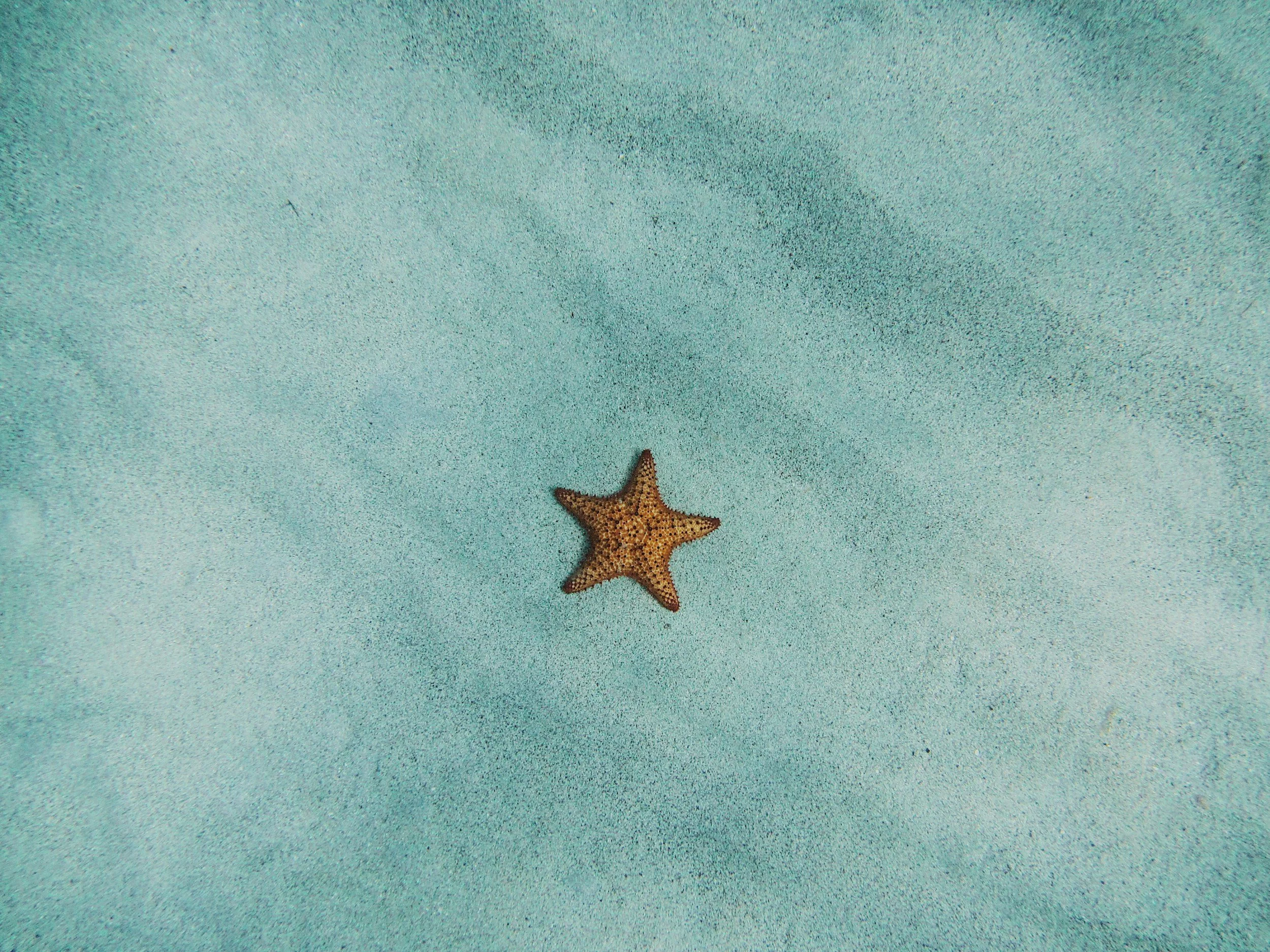 A starfish on a sandy beach with a smooth, light blue surface.