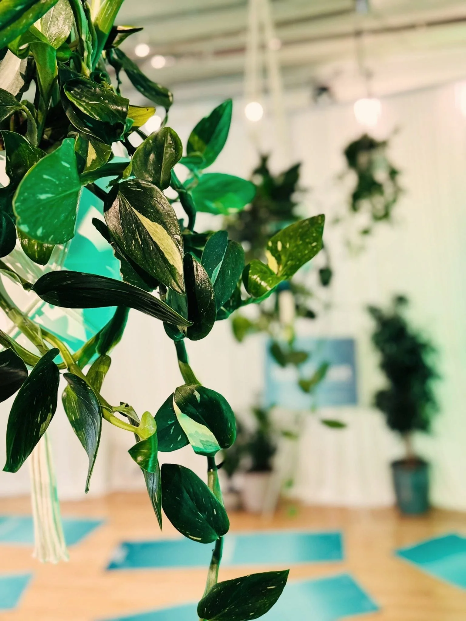Indoor yoga studio with potted plants