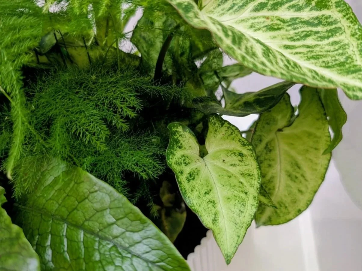 Plants+events.jpg