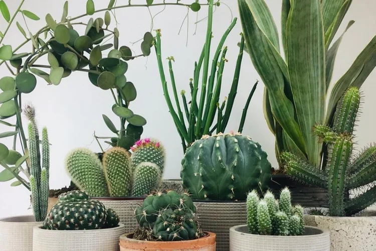 plant hire and install london