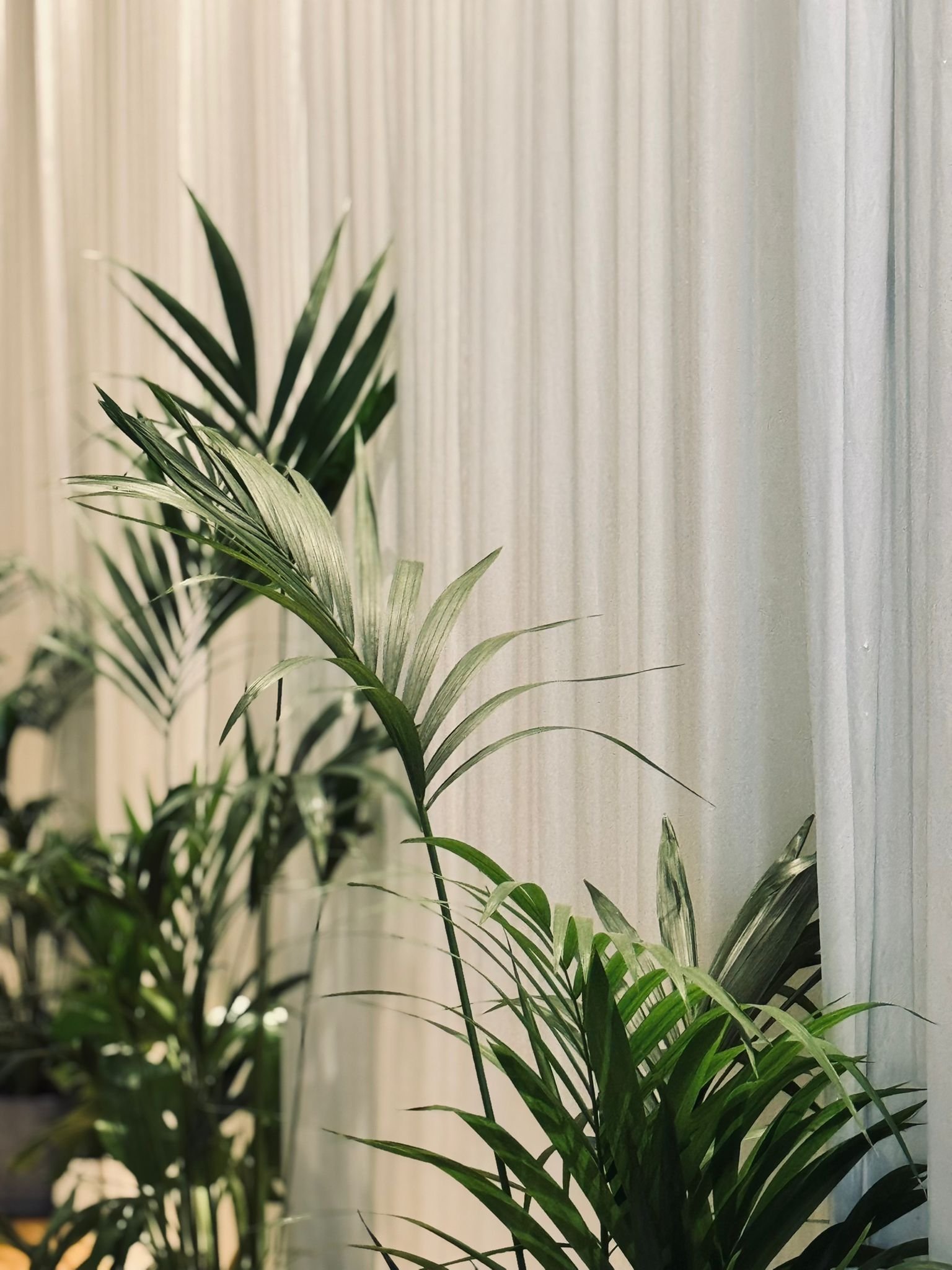 Indoor green plants near a white curtain.