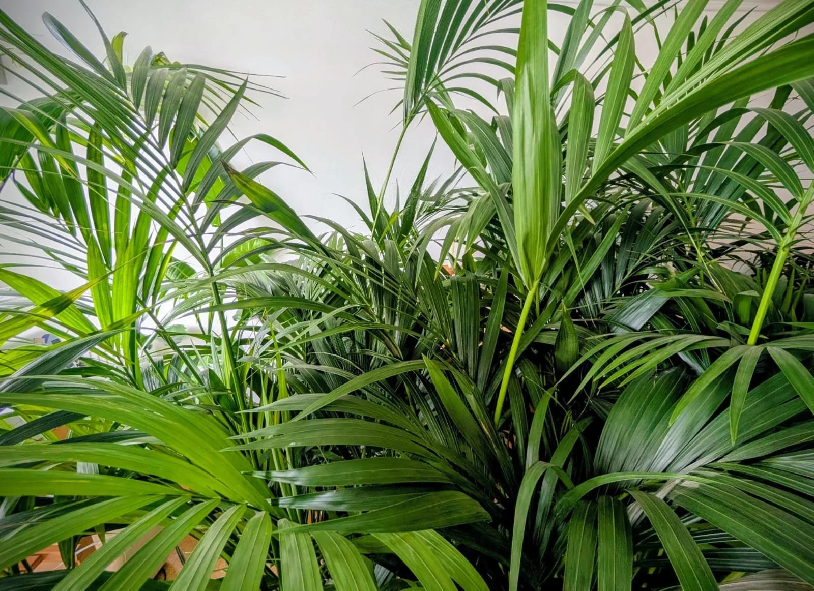 Indoor scene with a variety of green leafy houseplants, including palm-like plants with long, slender leaves, set against a plain white wall.