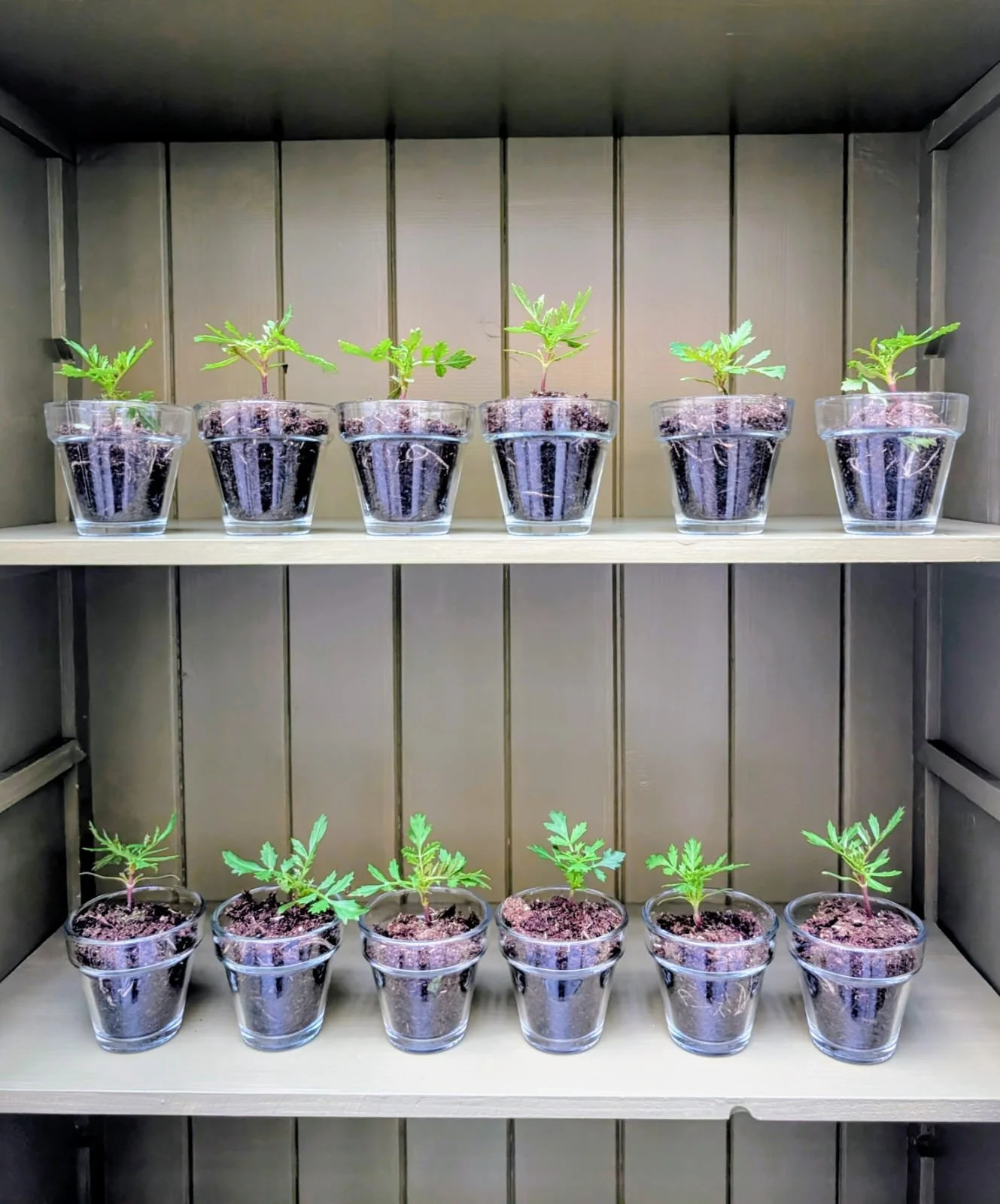 Brand event plants install.jpeg