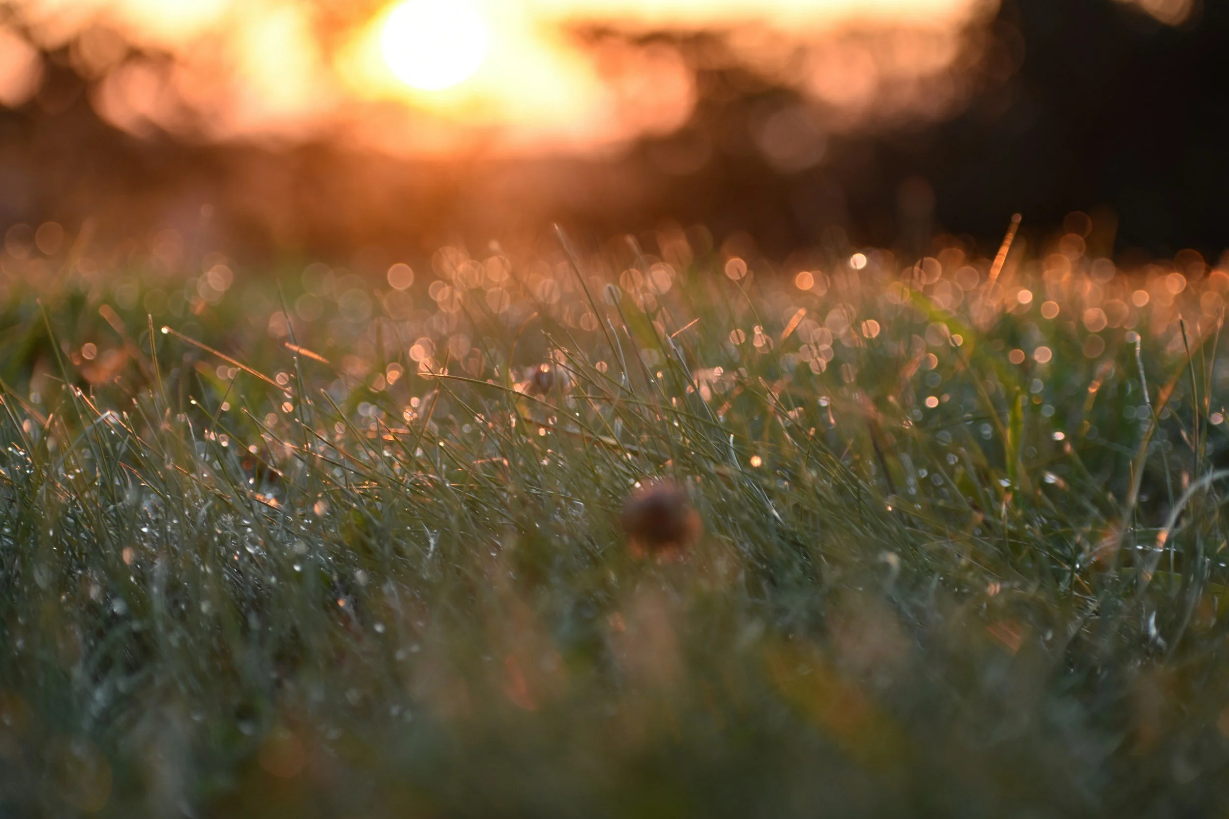 Close-up of grass blades with dew drops illuminated by a setting sun, creating a bokeh effect in the background.