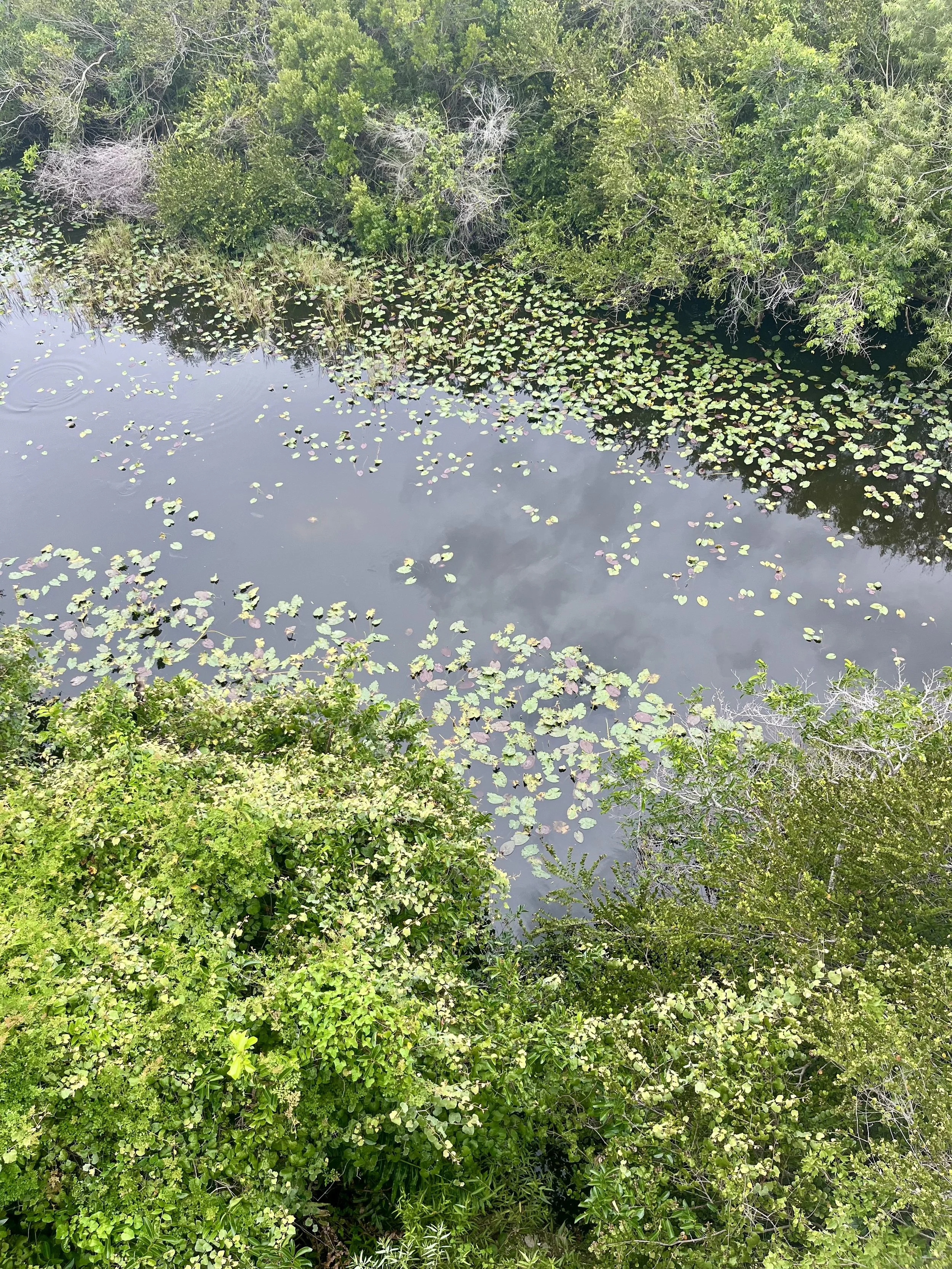 Looking down from the tower. Still water, deep green, completely quiet.