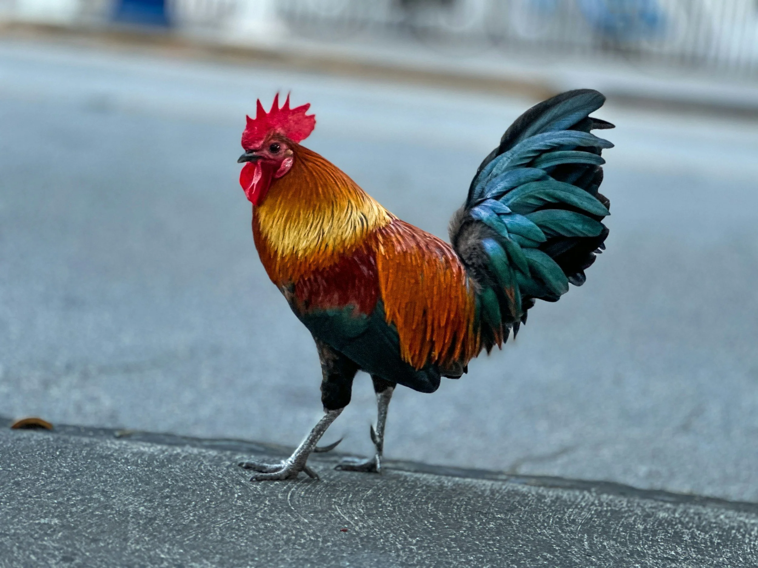 Colorful rooster walking on pavement.