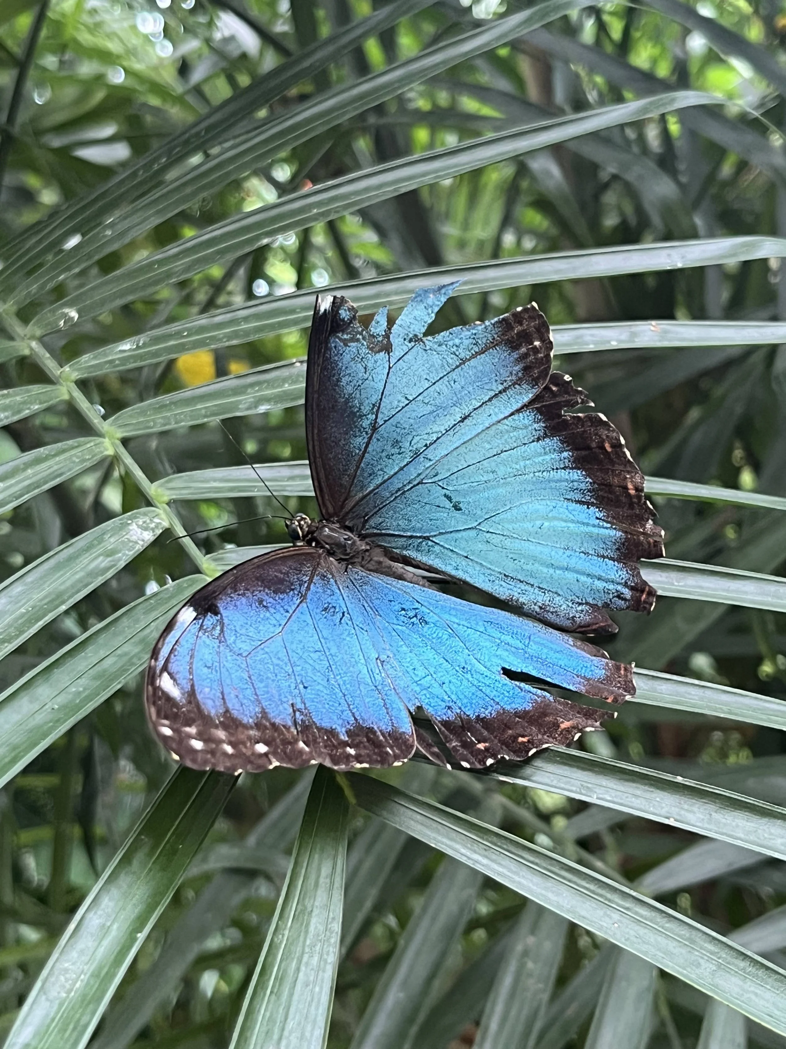 Stood still and stayed present. A piece of its wing is missing, but it's still flying. There's such beauty in that. Key West Butterfly Conservatory