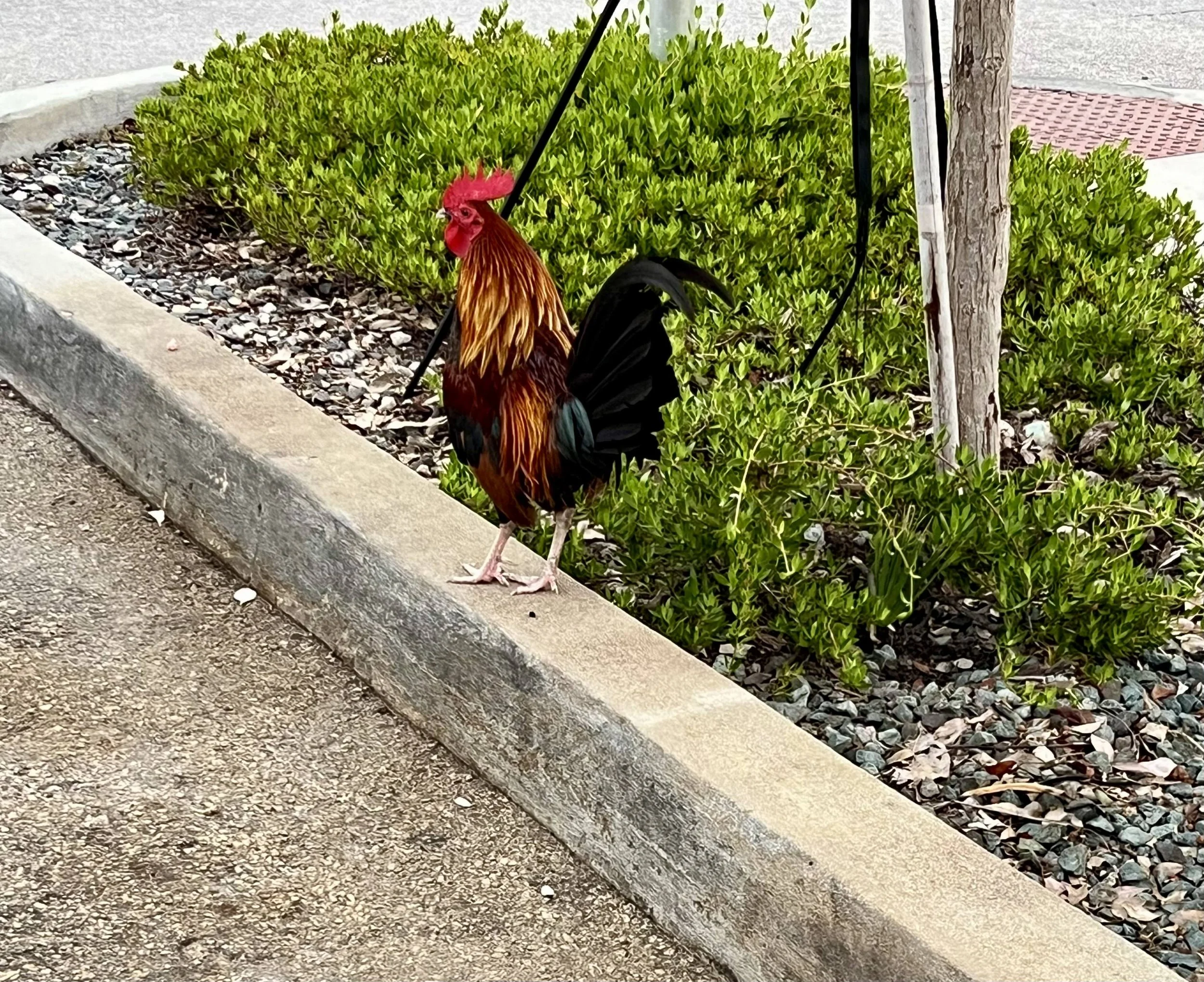 Early morning, island still sleeping. Roosters already awake and roaming. 