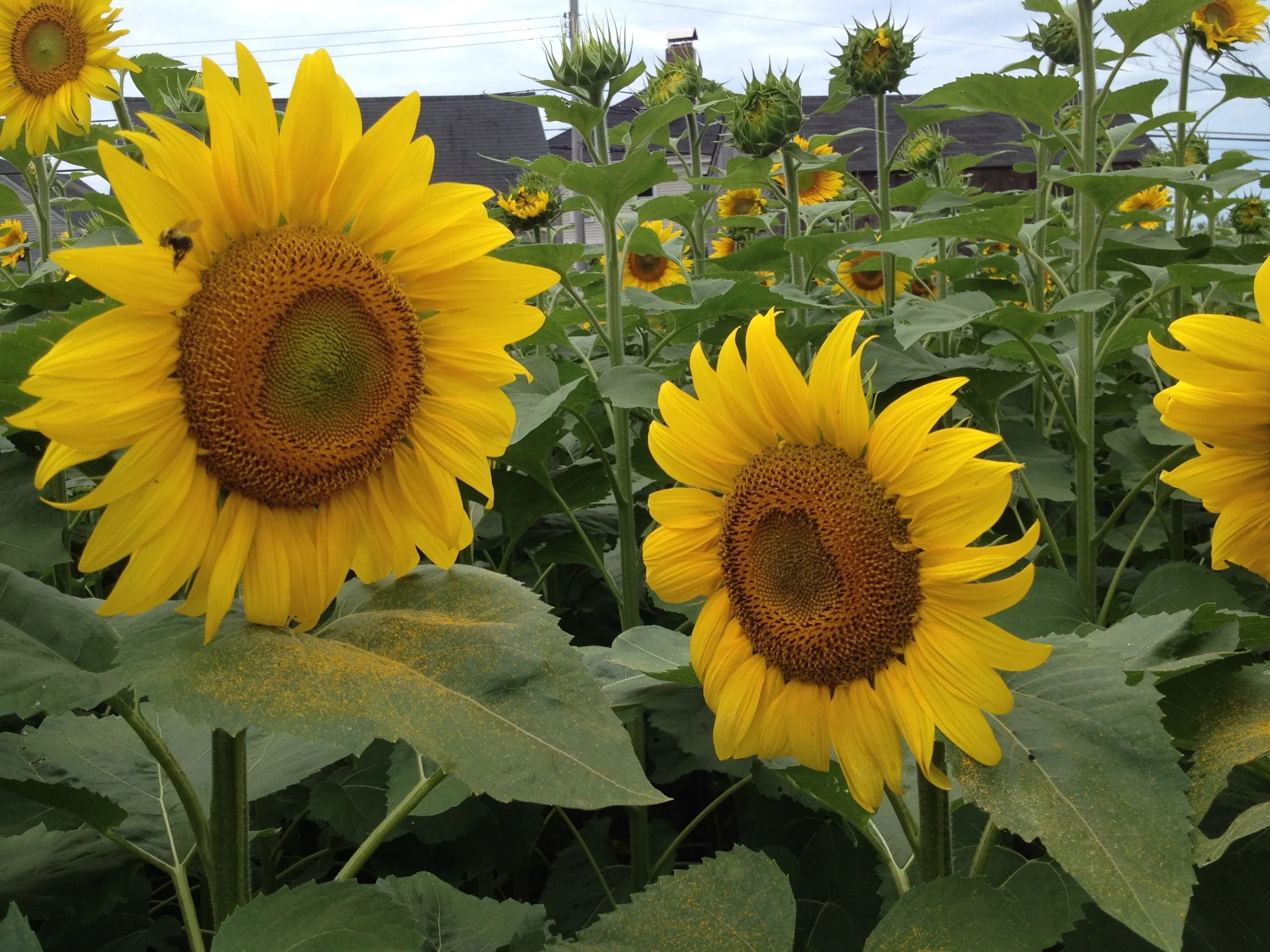 Field of blooming yellow sunflowers with green leaves and a partly cloudy sky in the background.