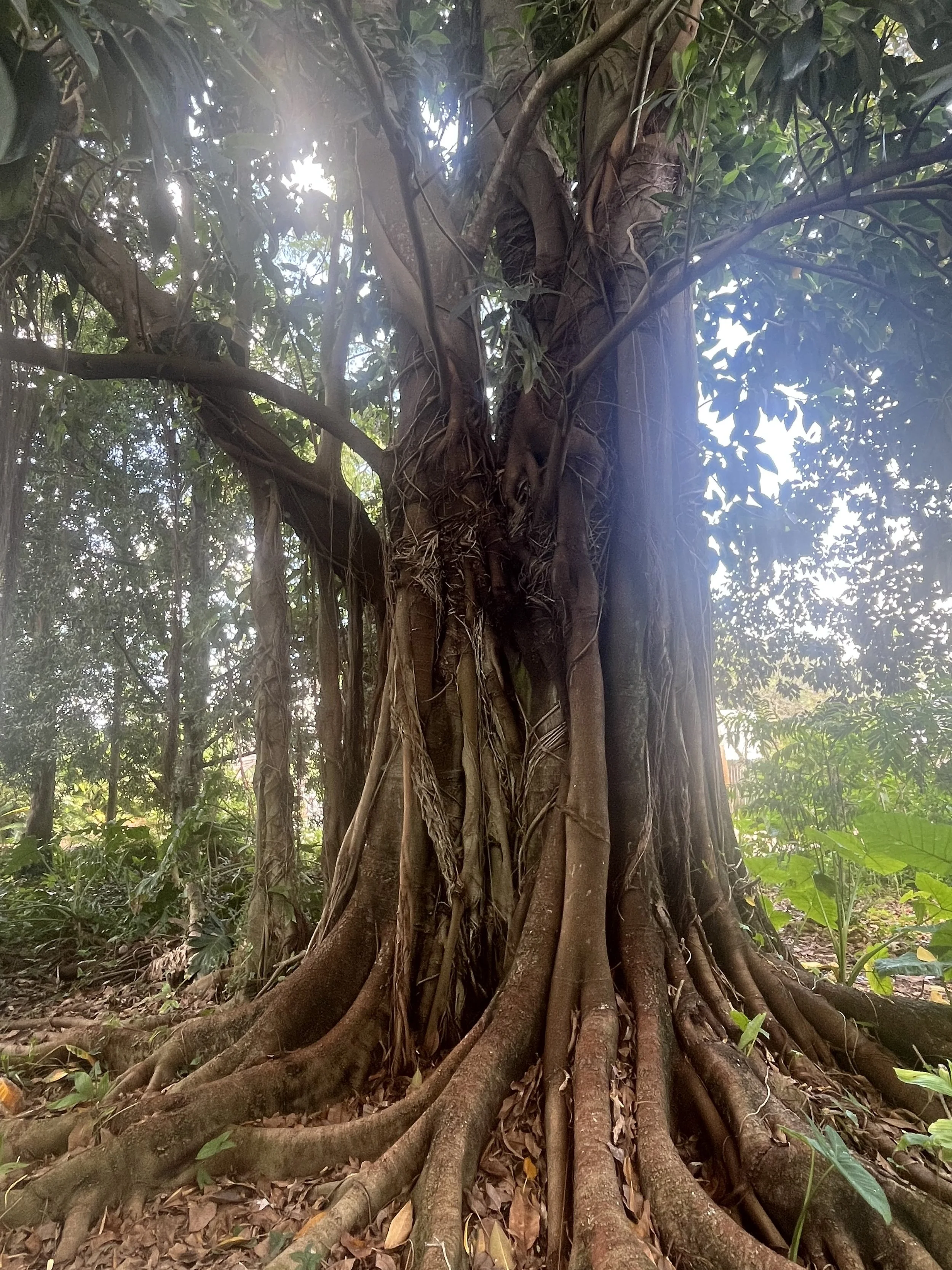 Close-up photo of a large tree with thick roots and intertwining branches, surrounded by green foliage and leaves on the ground.