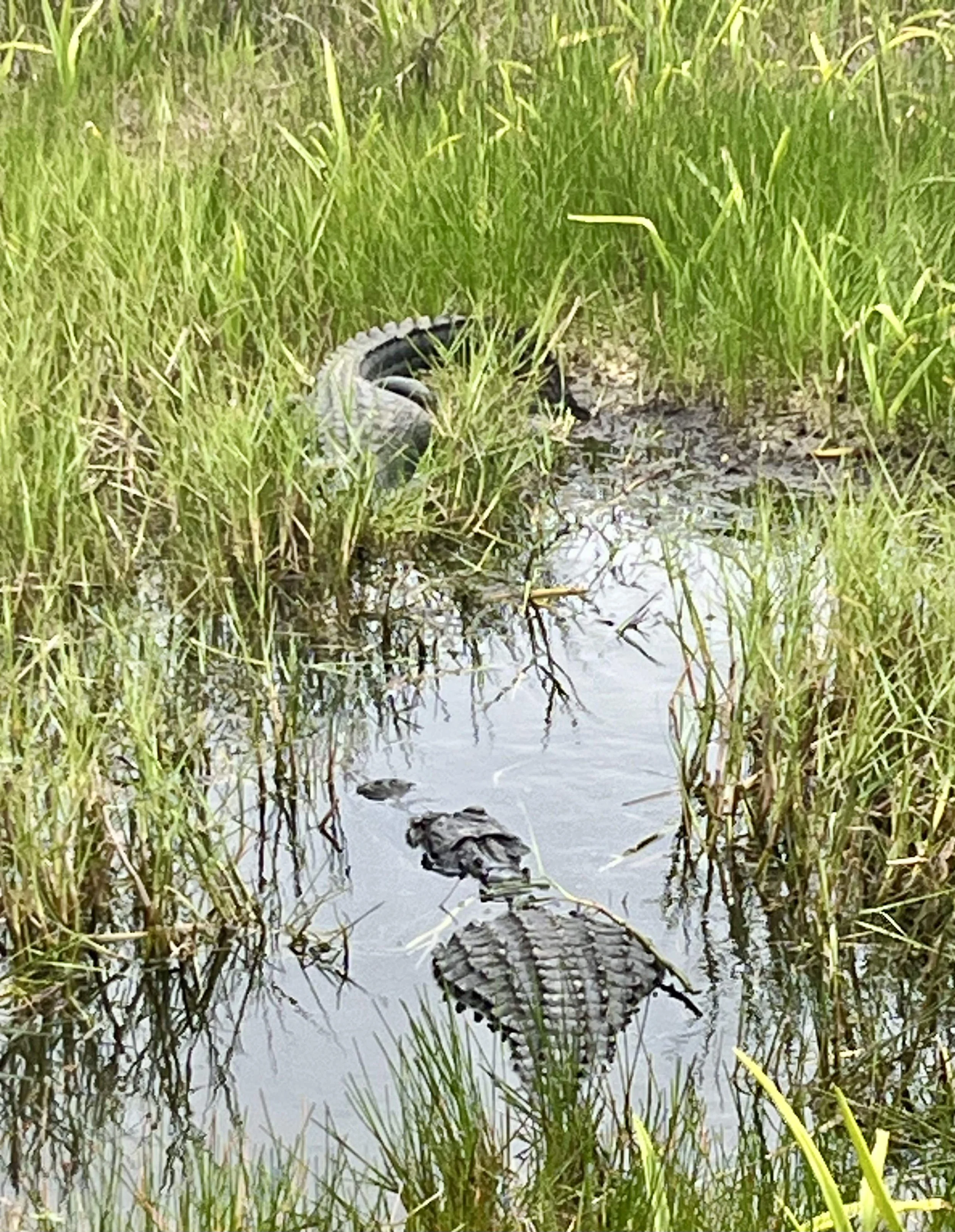 Two alligators, spotted from the tram. 