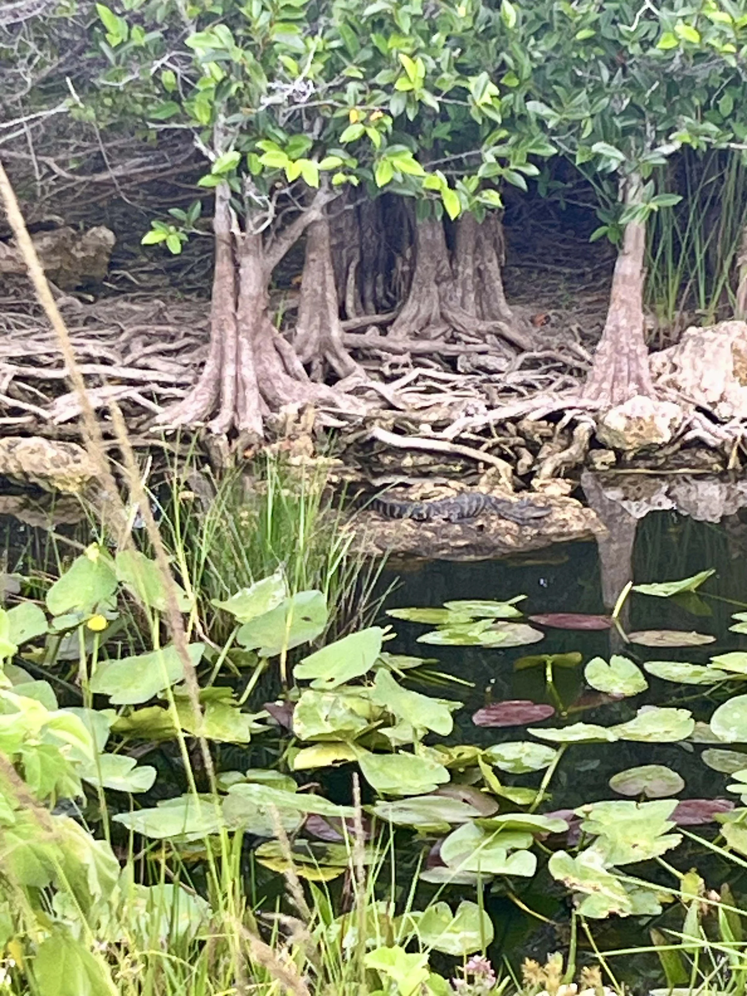 Mangrove roots reaching into the water and earth. 
