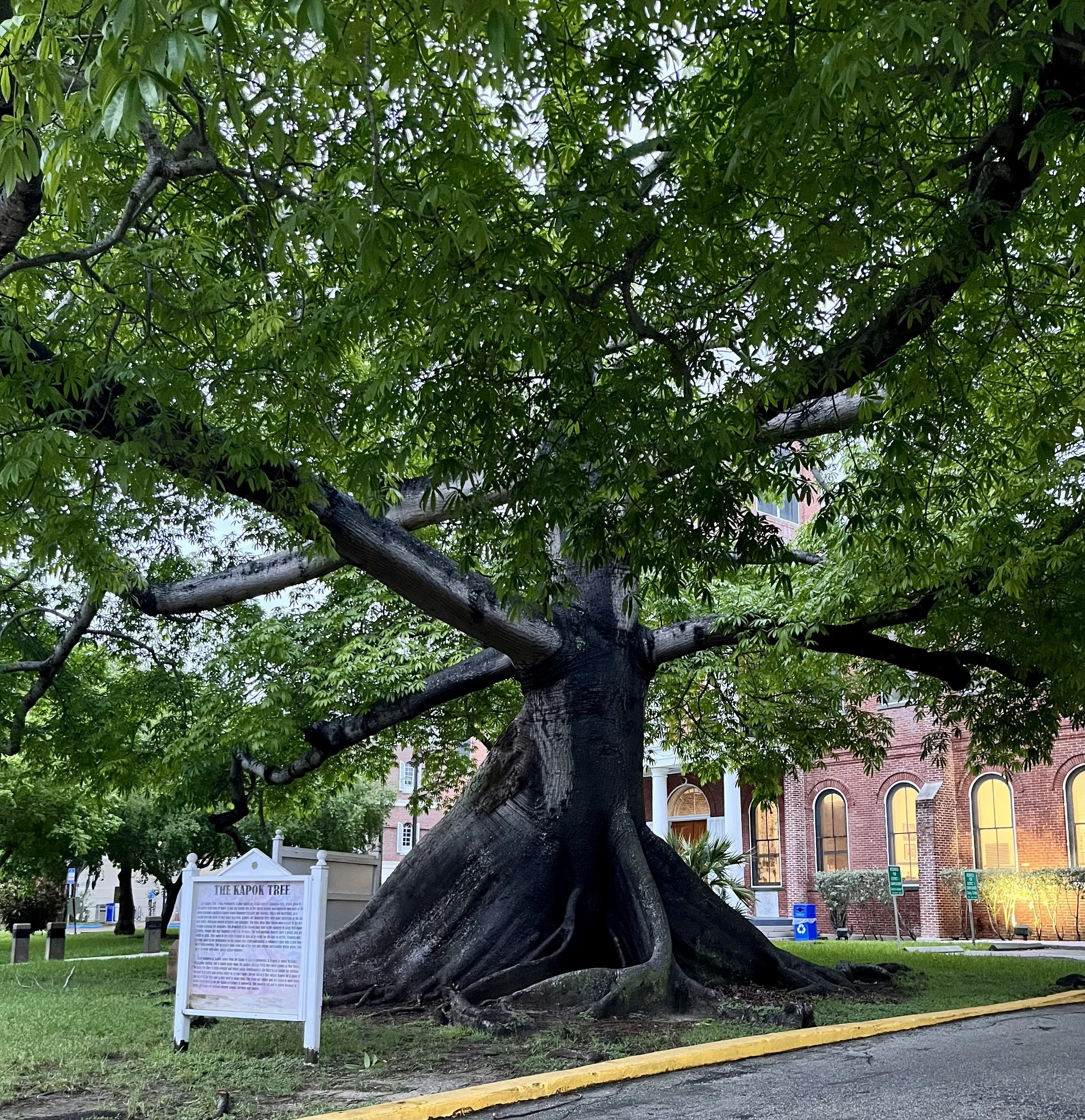 The Kapok Tree, Key West. Sacred to the Mayan people and grows 130 feet tall.