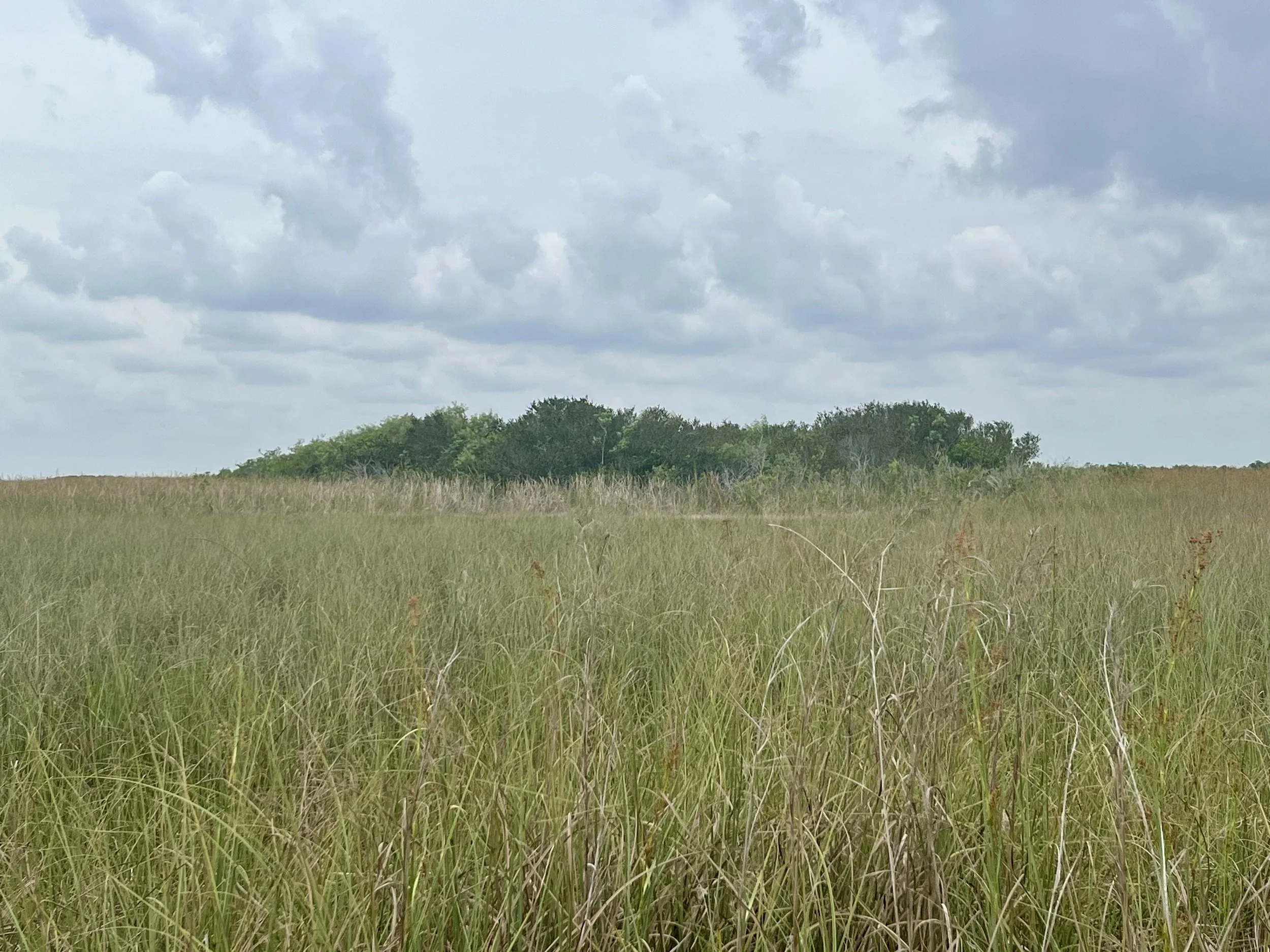 A hammock rising out of the sawgrass. An island of trees in a sea of grass.