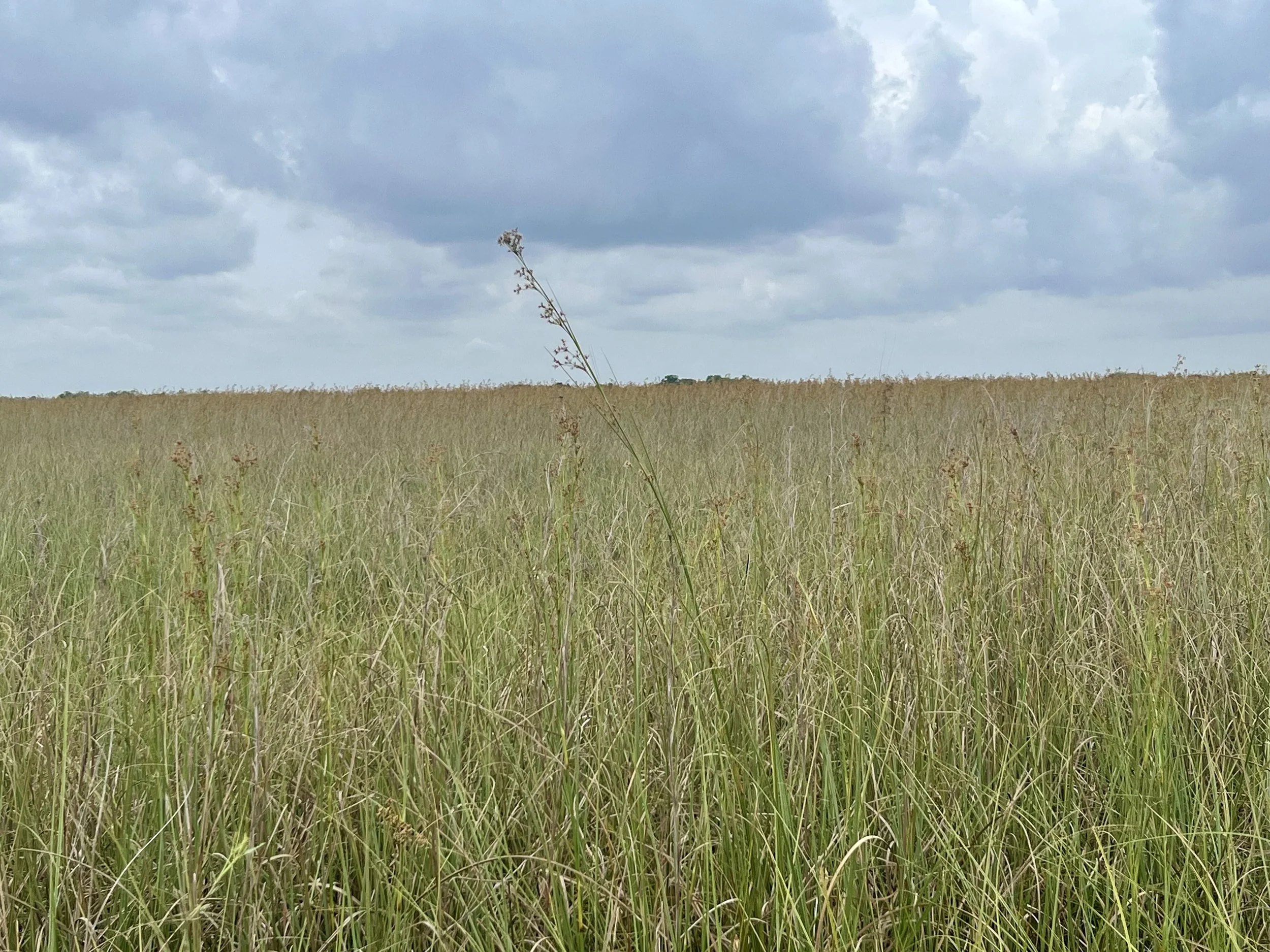One blade moving in the wind. Miles of stillness around it.