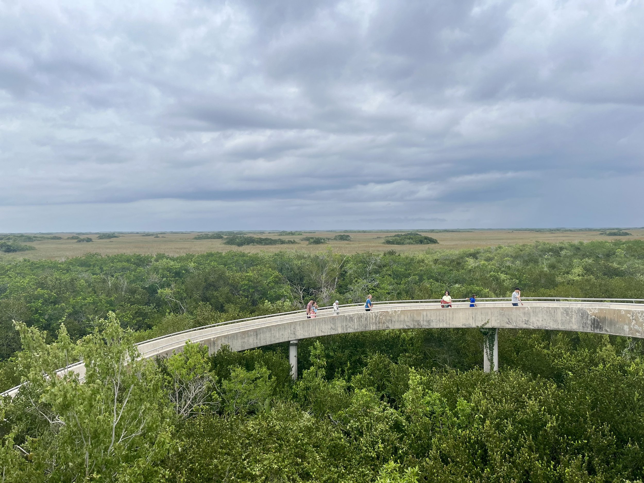 The view from the top. Miles of Everglades in every direction. 