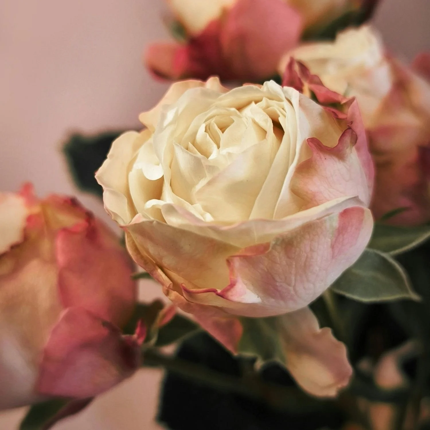 Close-up of a white and pink rose among other pink roses.