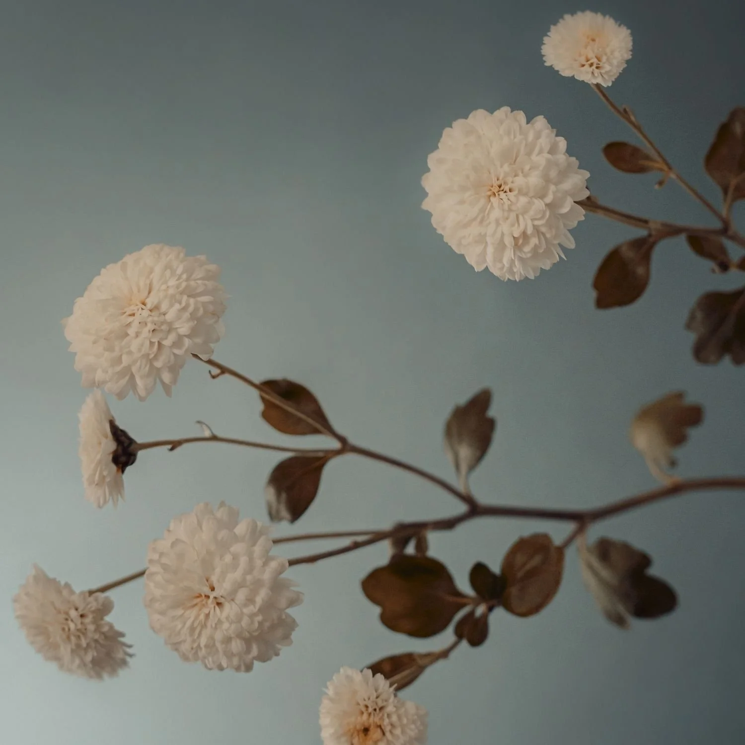 Cream-colored dried flowers with brown leaves against a blue background.