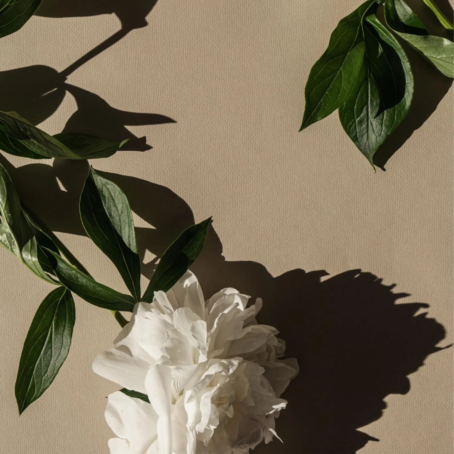 A white flower with green leaves in a vase, casting shadows on a beige background.