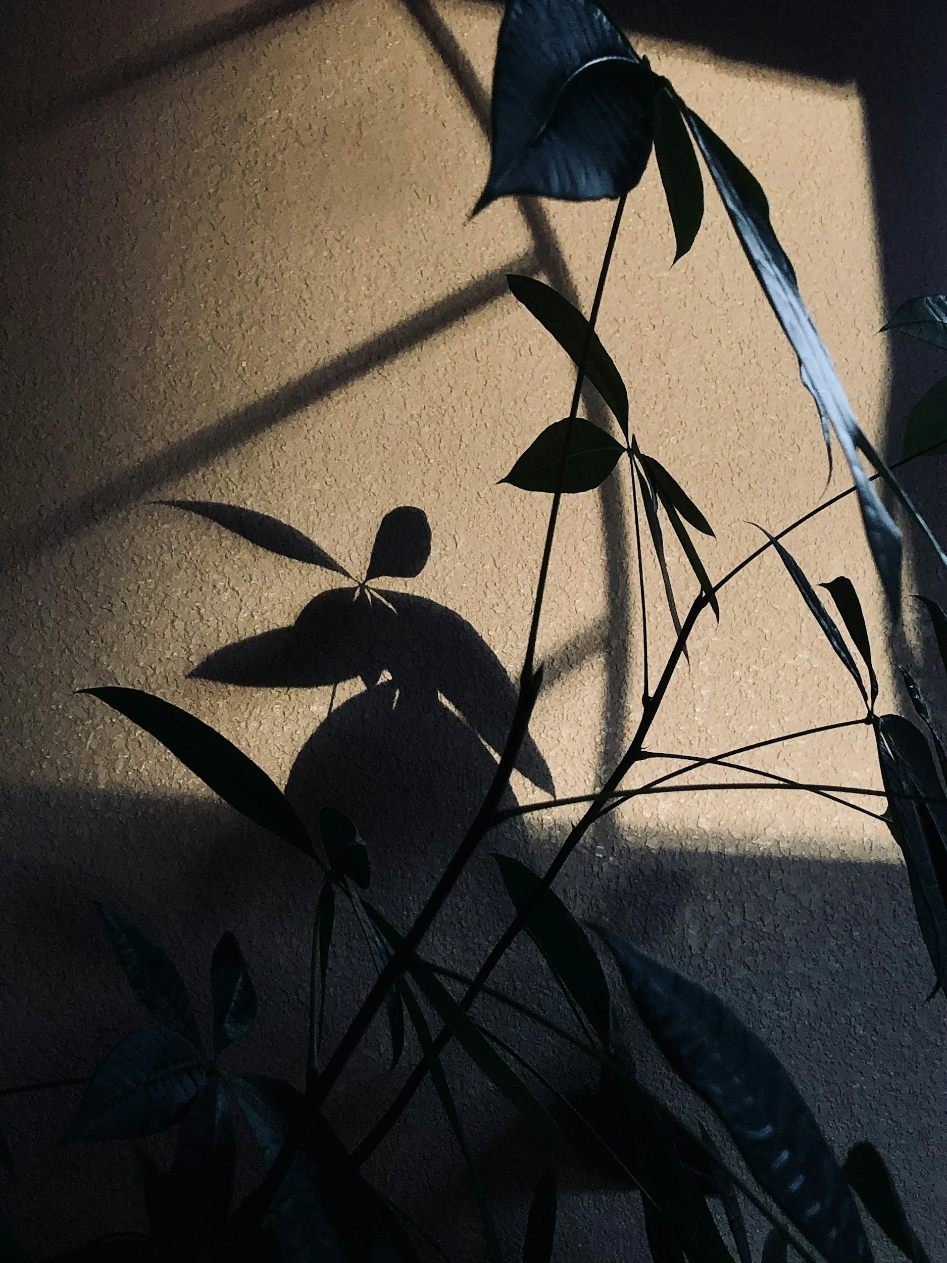 Natural light shadows at Luzia Therapy Suites, offering therapy office space in Medical Center of San Antonio, Texas.