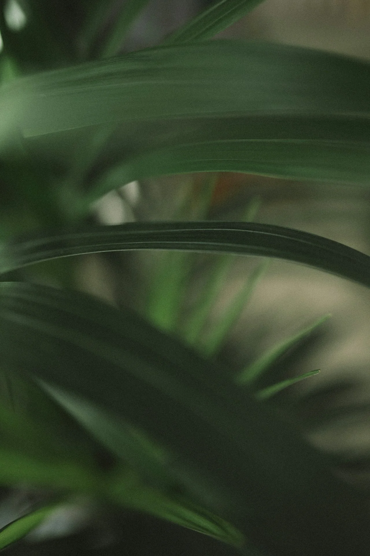 Close-up greenery representing the founder’s vision for creating an intentional and calming therapy office environment.
