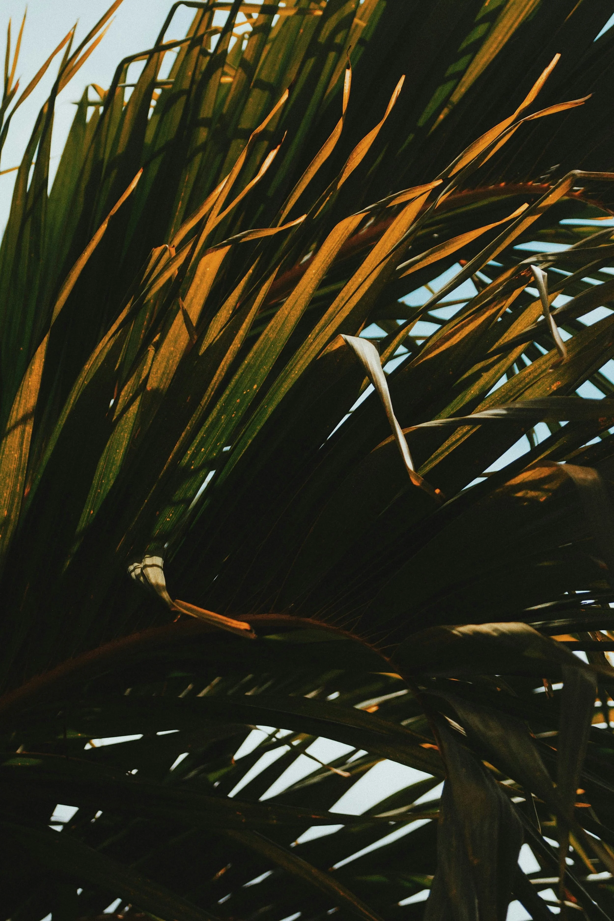 Greenery and open sky representing the therapists and wellness providers Luzia Therapy Suites is designed for.