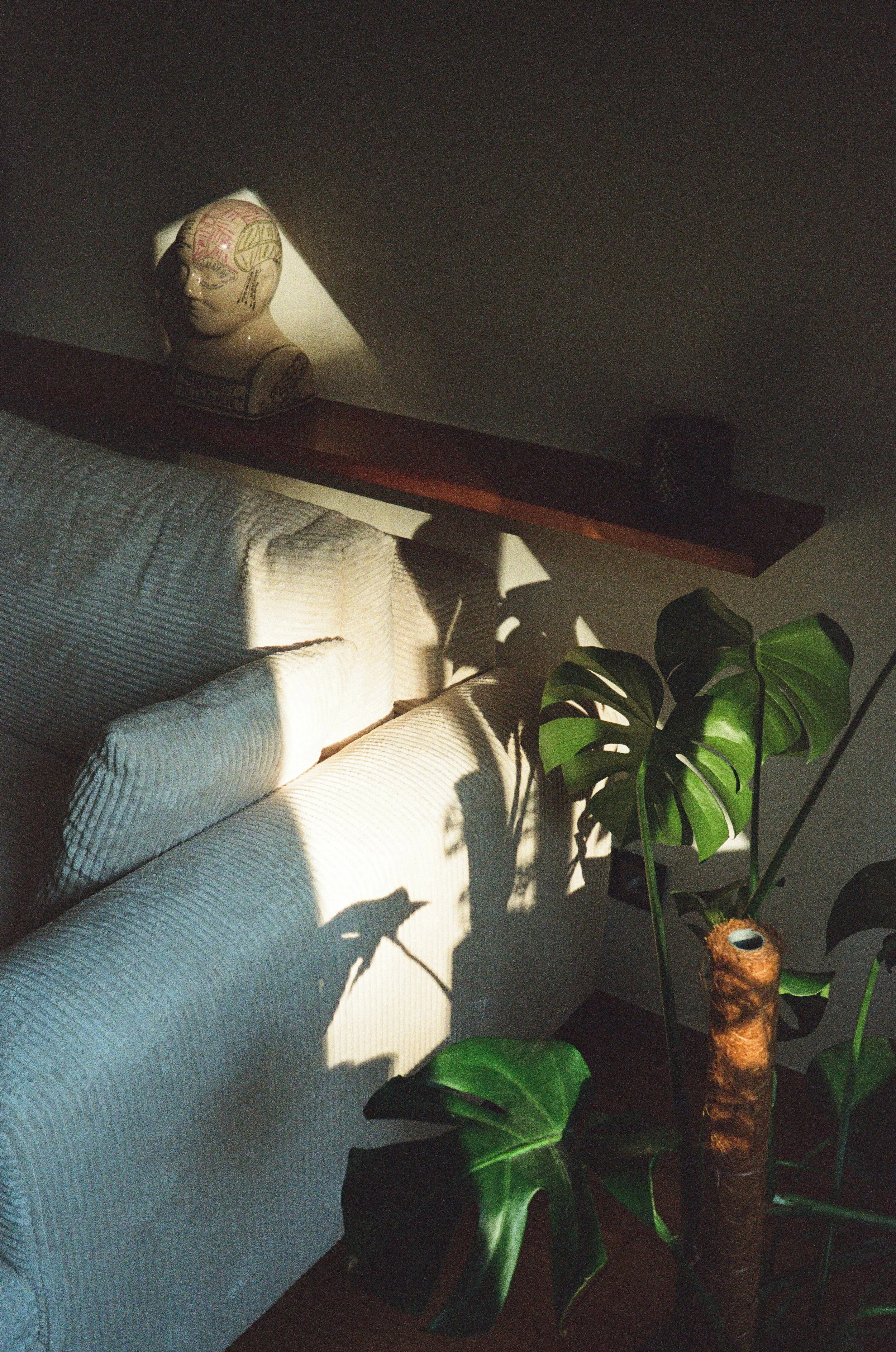 Comfortable seating for therapist and client with natural light streaming in beside a leafy plant.