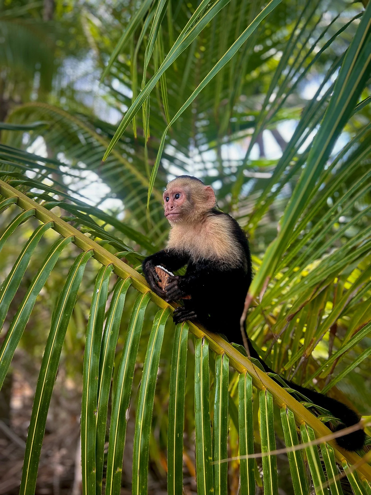 A monkey with a small face and light brown fur on its head, sitting on a green palm leaf in a jungle.