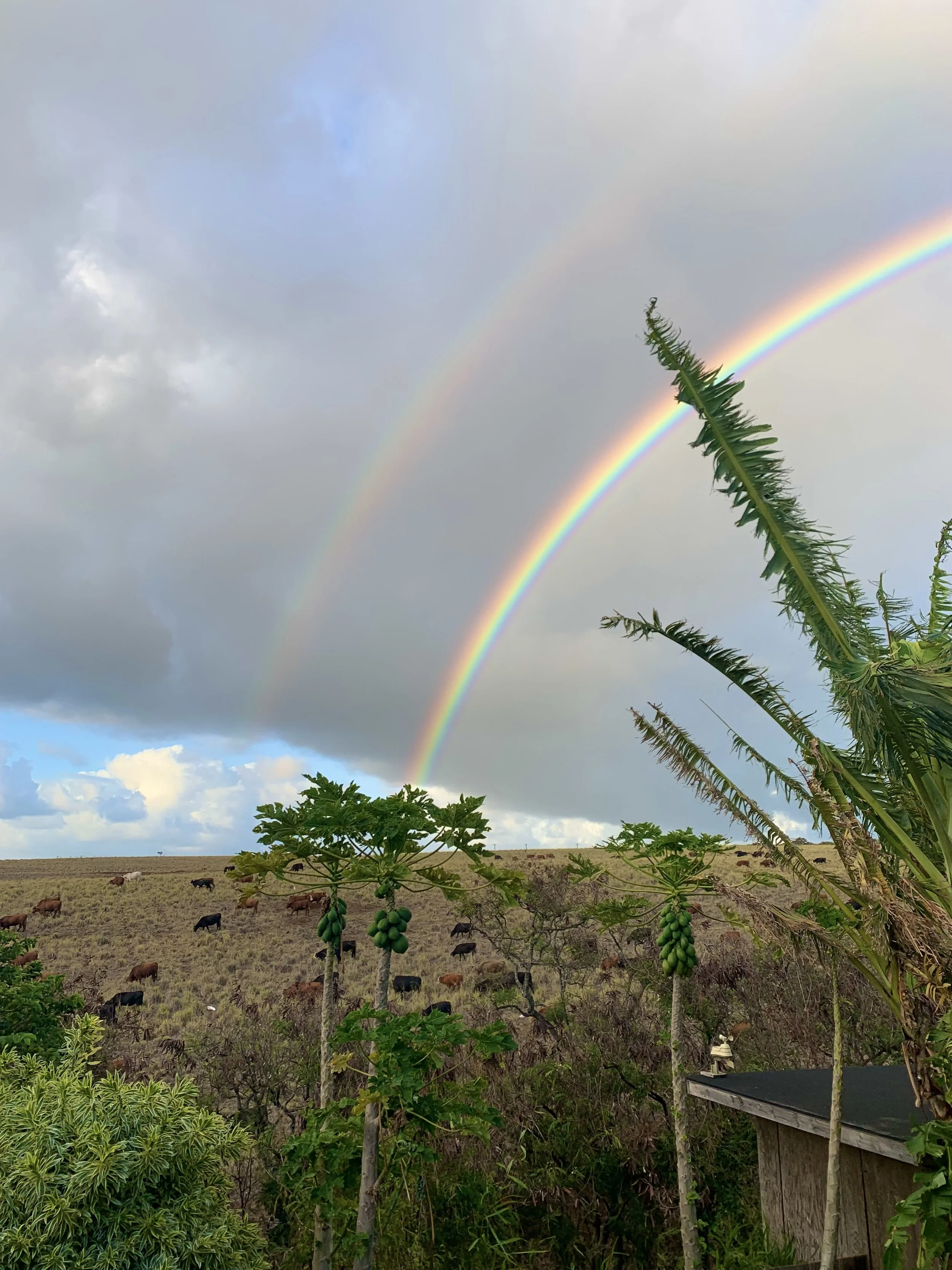 Rainbow over a rural landscape with cattle grazing, papaya trees, lush green plants, and a small shed.