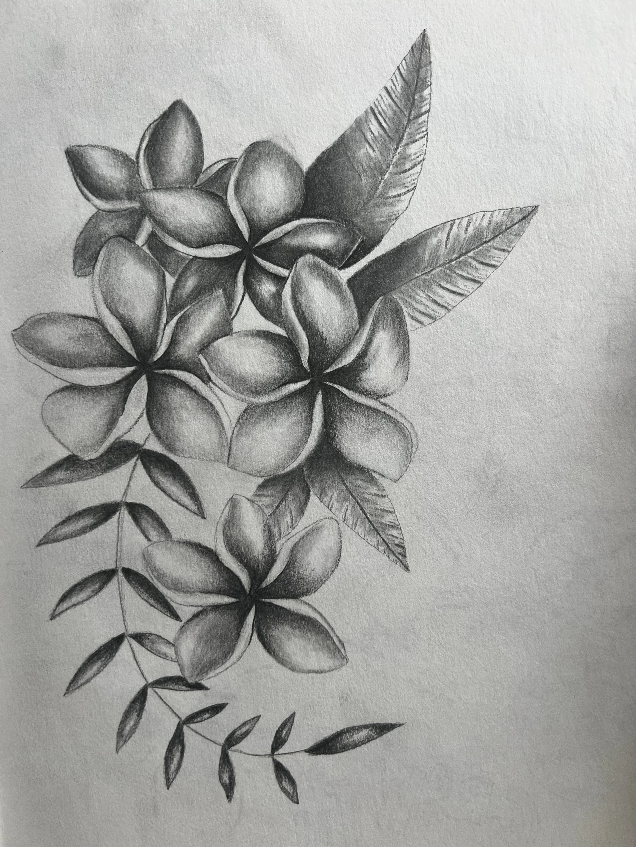 A realistic pencil drawing of flowers and leaves, with detailed shading, arranged vertically on white paper.