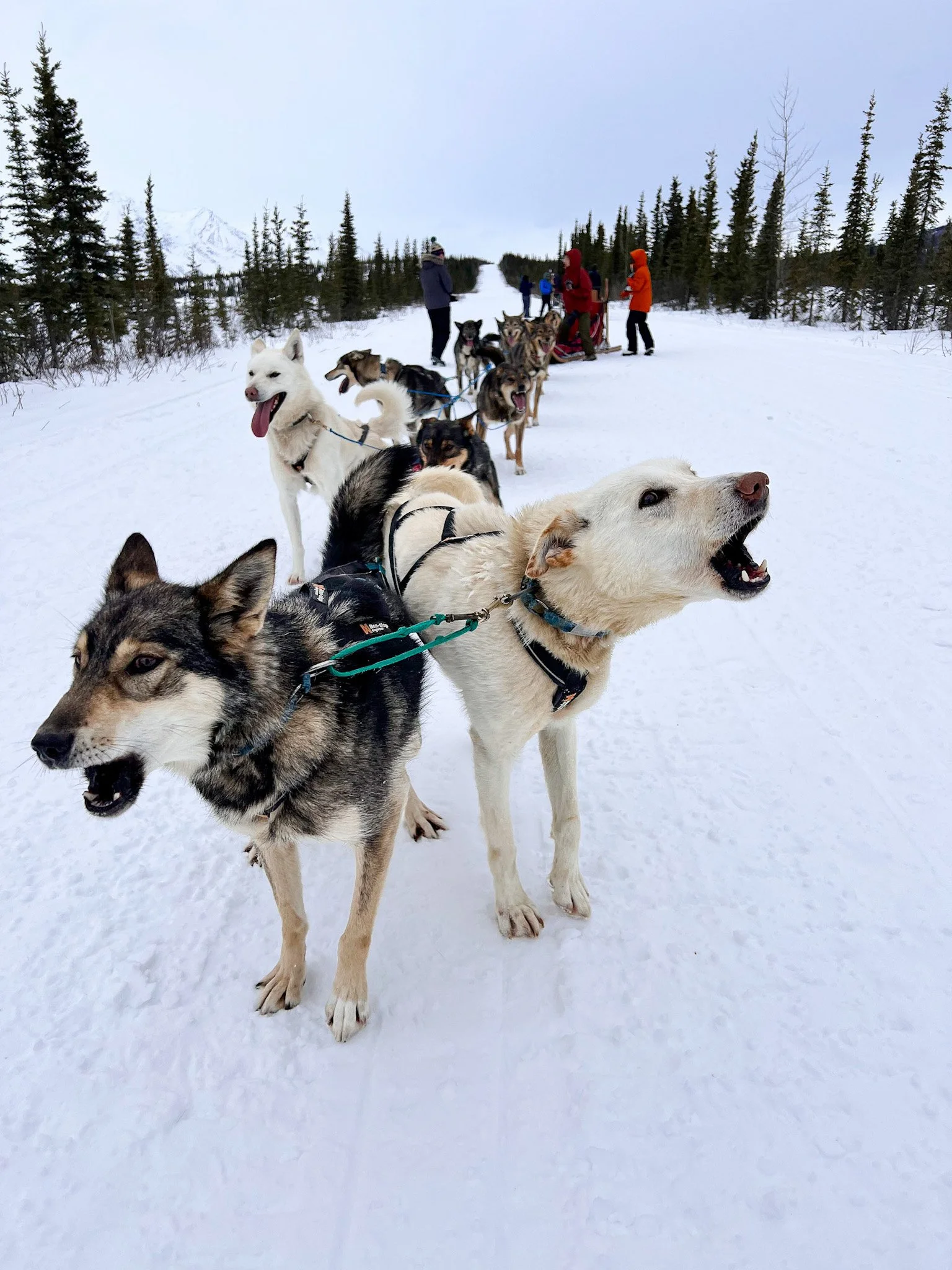 A team of huskies pulling a sled through a snowy landscape, with several people standing and preparing at the back, surrounded by pine trees and mountains in the distance.