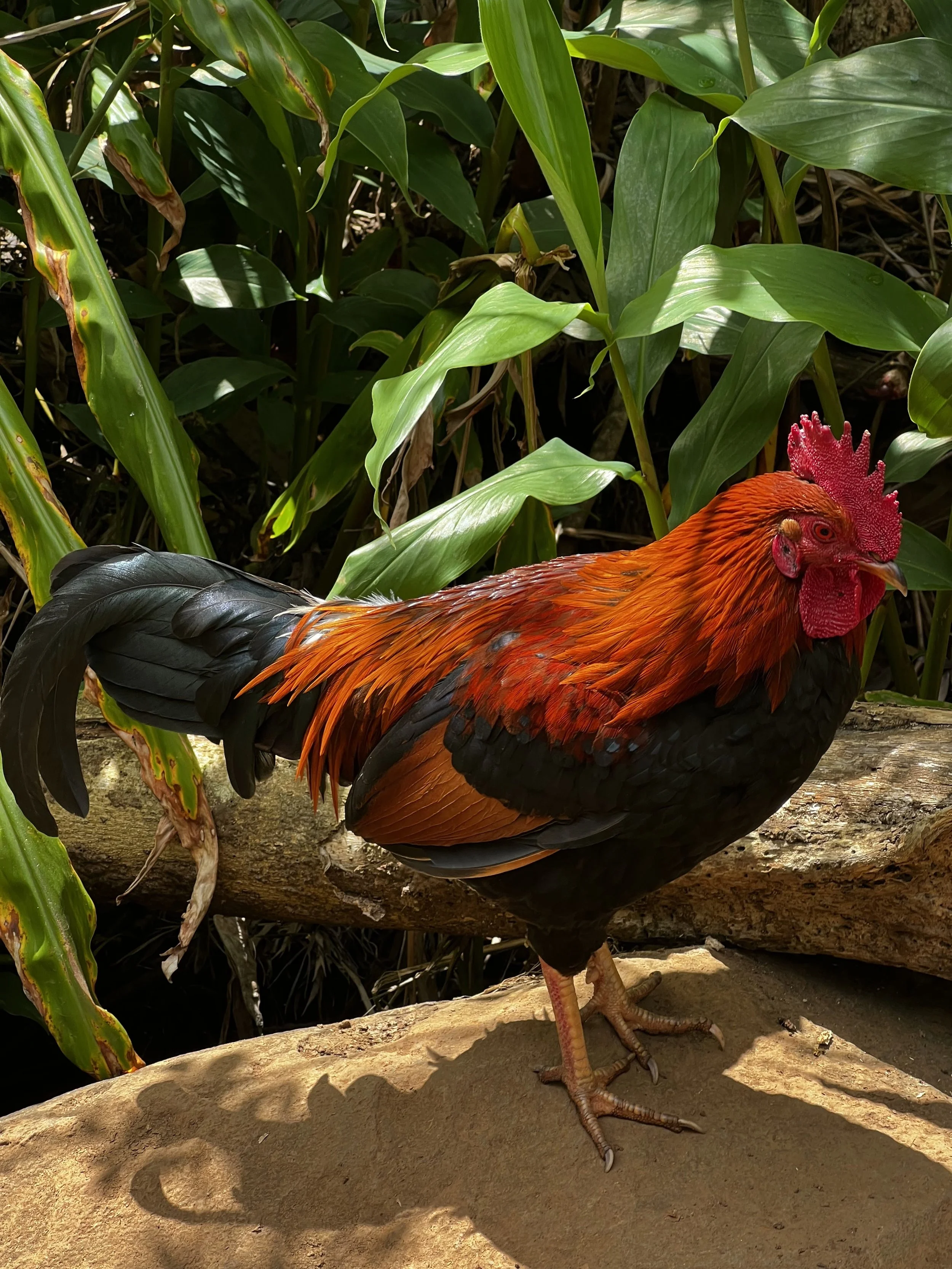 A rooster with a red comb, orange and black feathers, standing on a rock amidst green foliage.