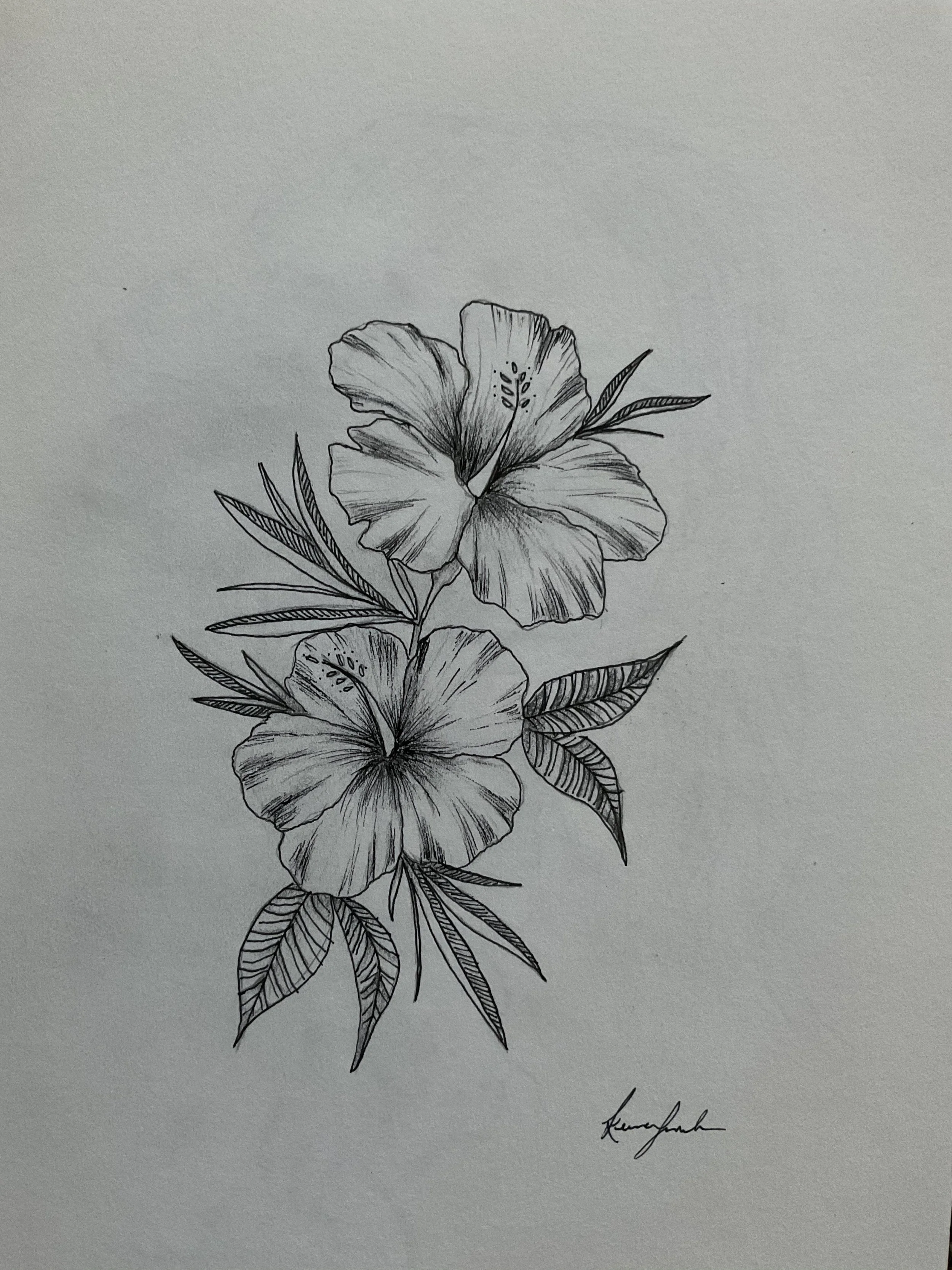 Black and white sketch of two hibiscus flowers with leaves signed by the artist.