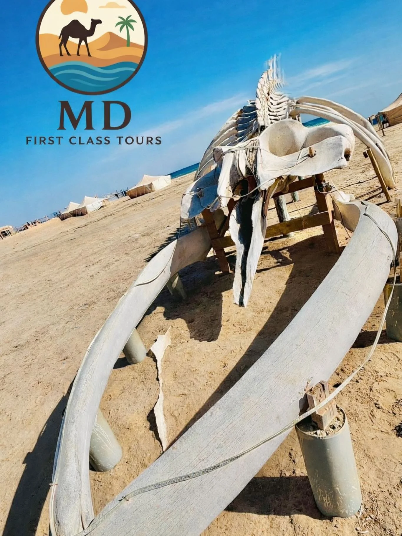 Standing on the shores of Nouadhibou this remarkable whale skeleton, a truly unforgettable stop for explorers, photographers, and nature lovers visiting Nouadhibou. 

# Discover Mauritania with MD First Class Tours