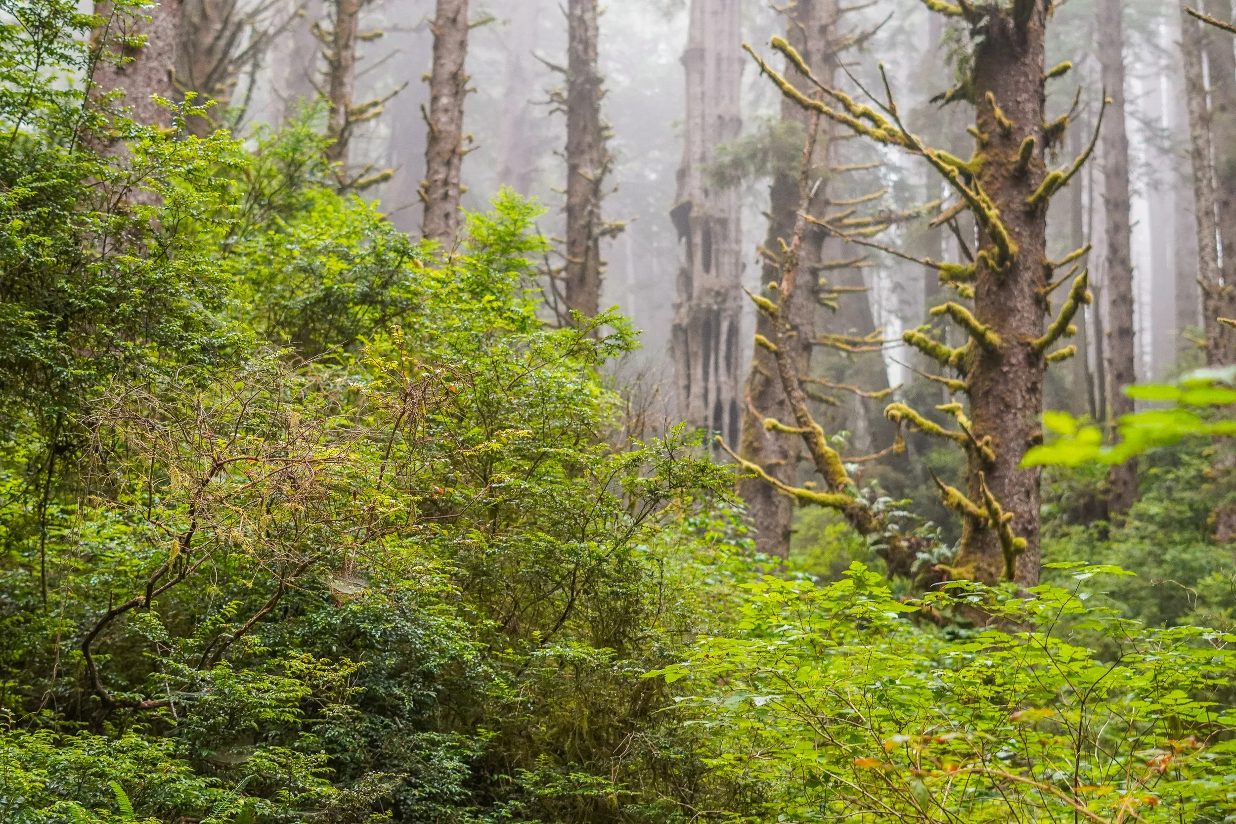 Redwood National Park, California