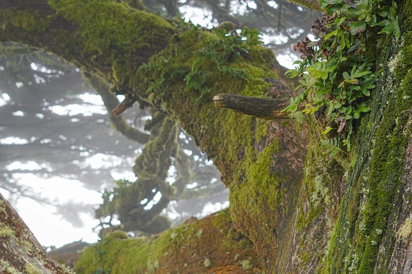Point Reyes, California