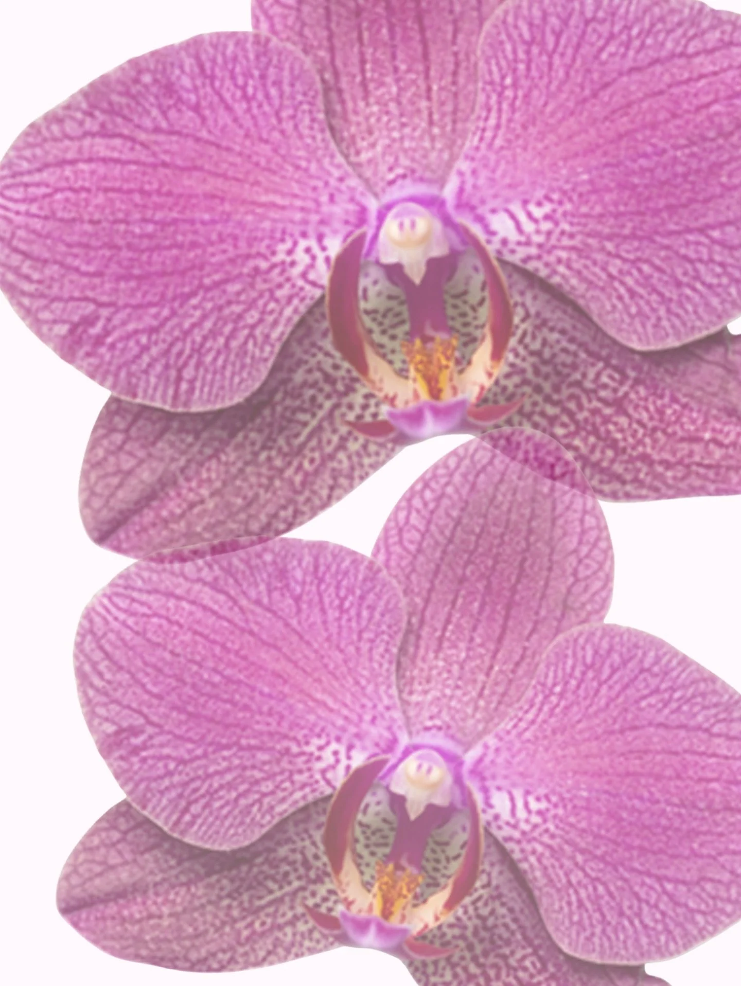 Prana! Due to weather this coming weekend, we are rescheduling our &ldquo;what no one tells you about hormones&rdquo; event. The class will be rescheduled to February 7th at 2pm. 

Thank you for being flexible with us as we work around the weather an