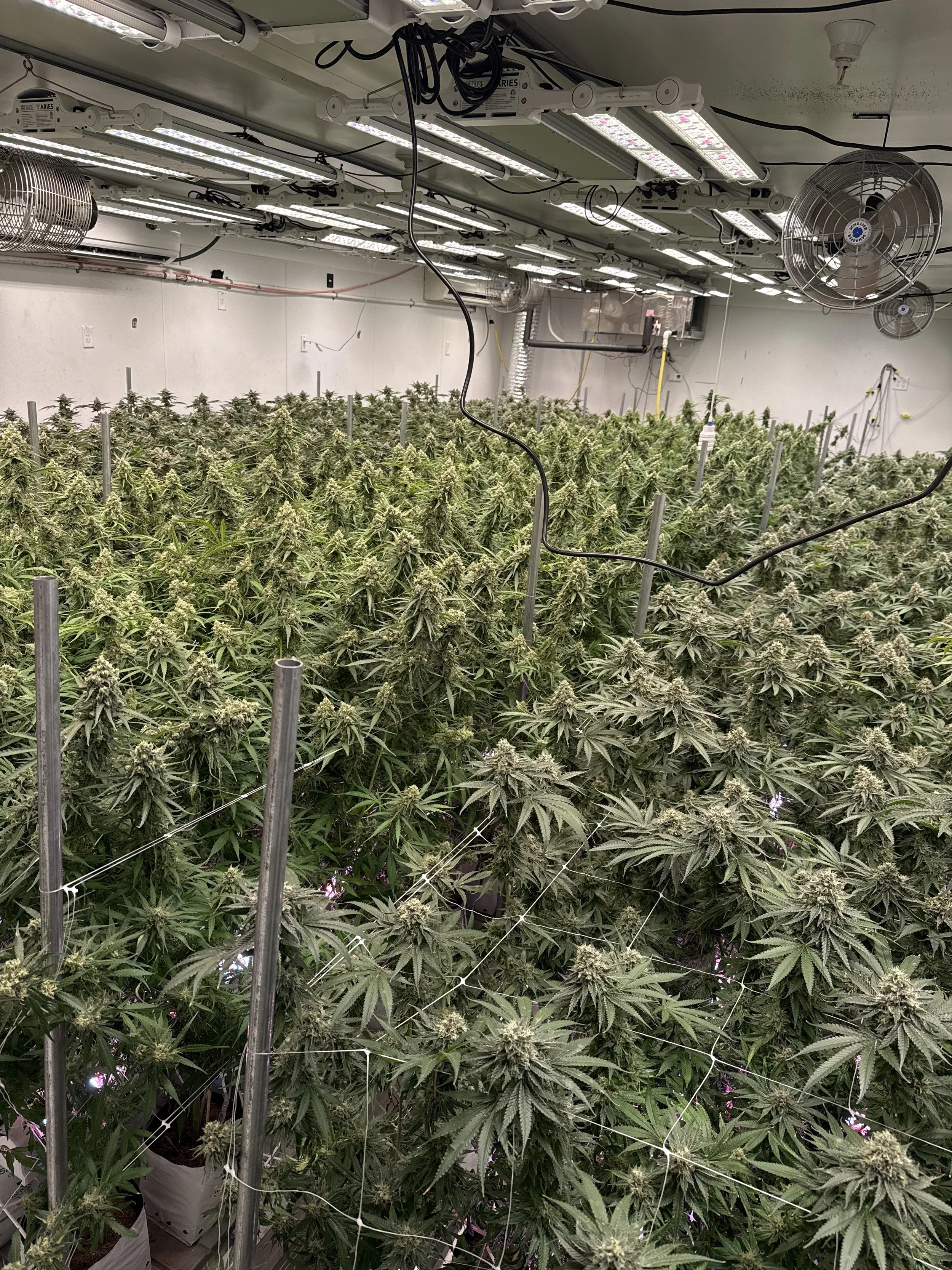 Indoor cannabis grow room with dense cannabis plants, overhead grow lights, fans, and supporting trellis netting.