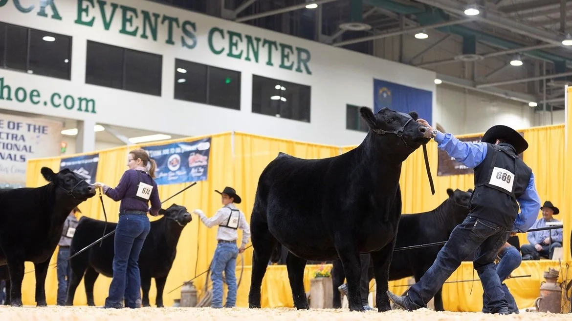 Western National Angus Futurity and Regional Jr Angus Show
