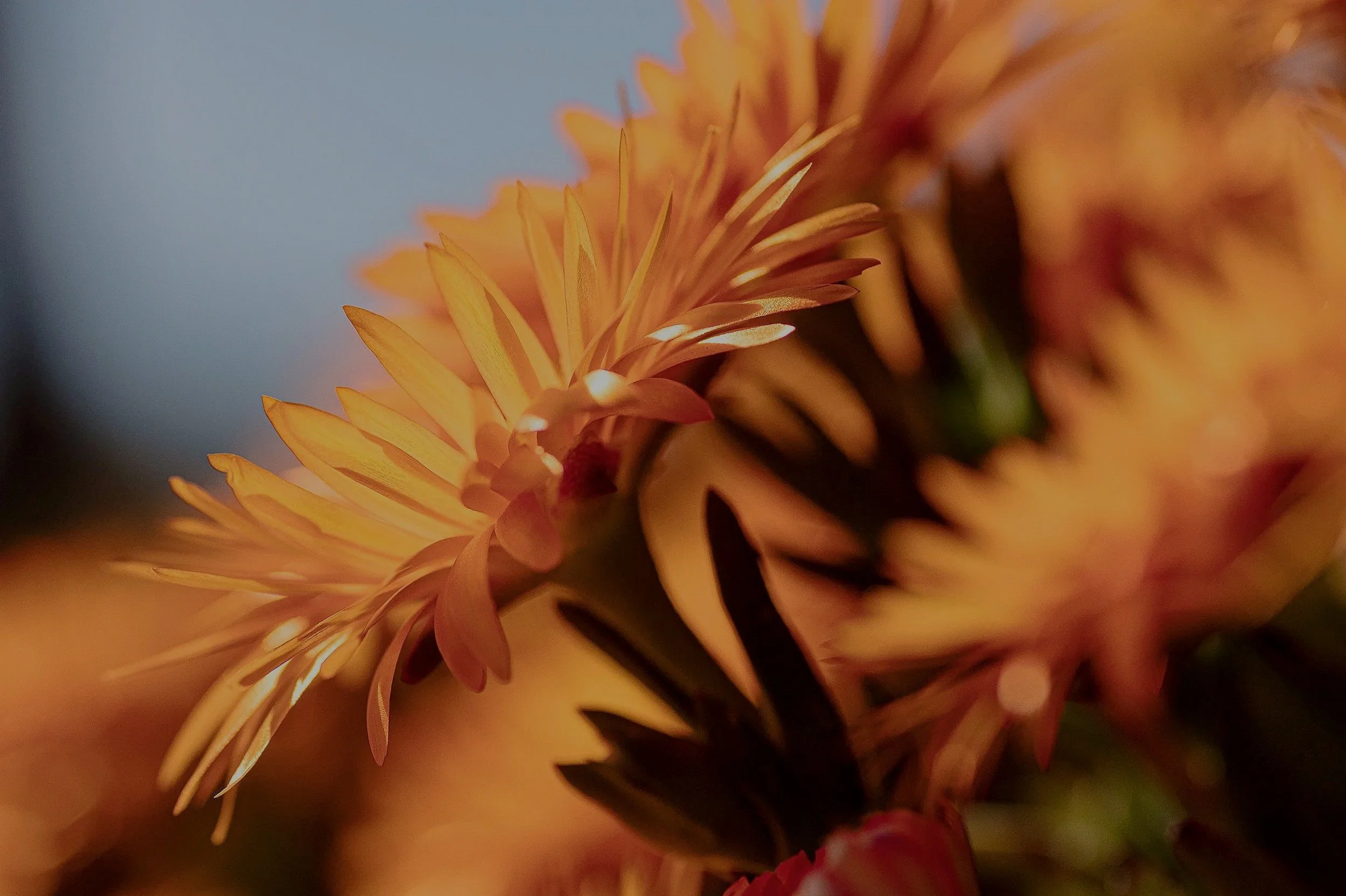 Close-up of orange and yellow daisy flower petals with blurred background.