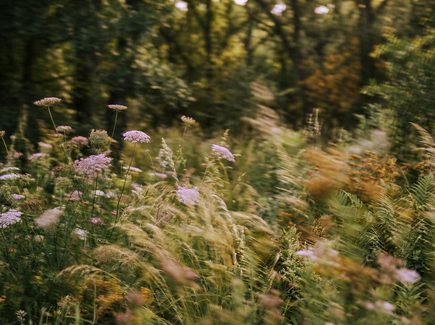 Lush meadow and forest