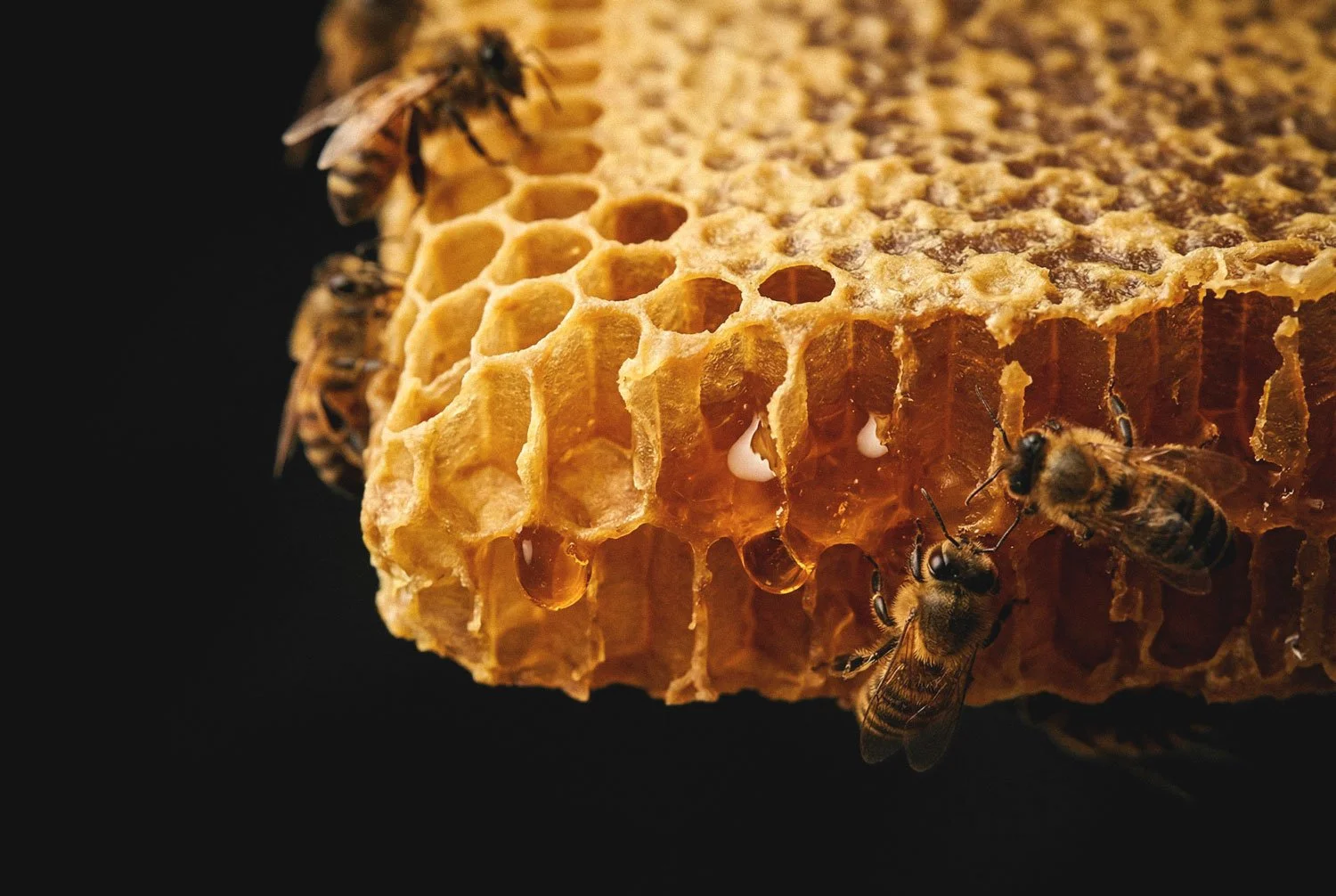 Bees crawling on a full honey comb of honey