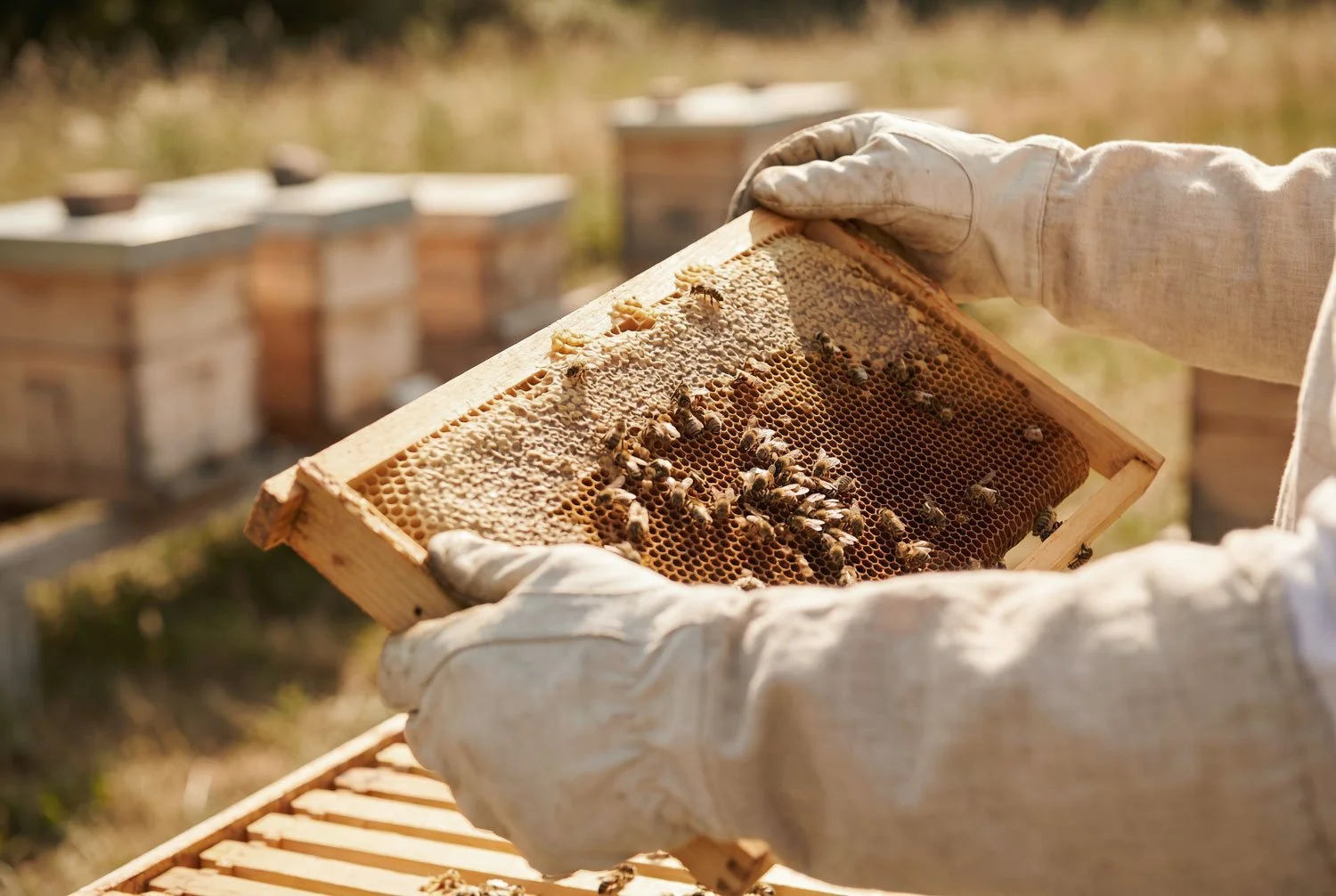 Purist Honey bee keeper with open hives checking frames