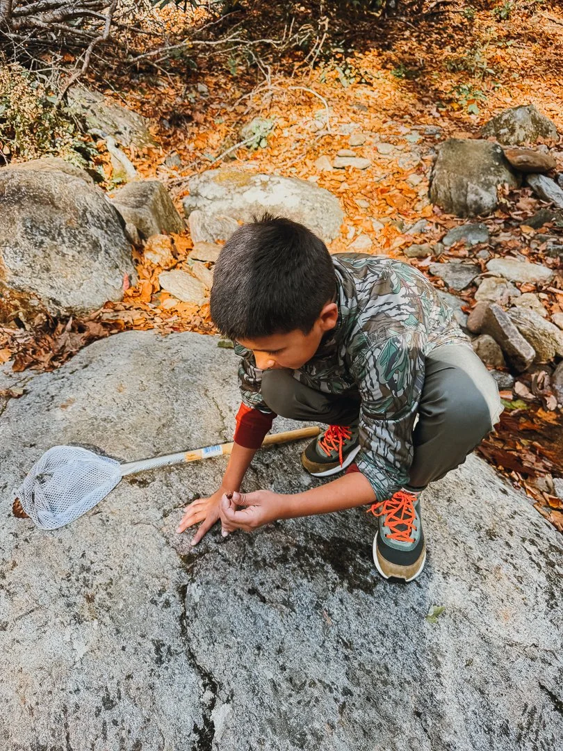 A young boy crouches on a large flat rock in a forested area, using a net to catch something on the rock's surface. The ground around him is covered with orange and brown leaves, and there are large rocks and trees in the background.