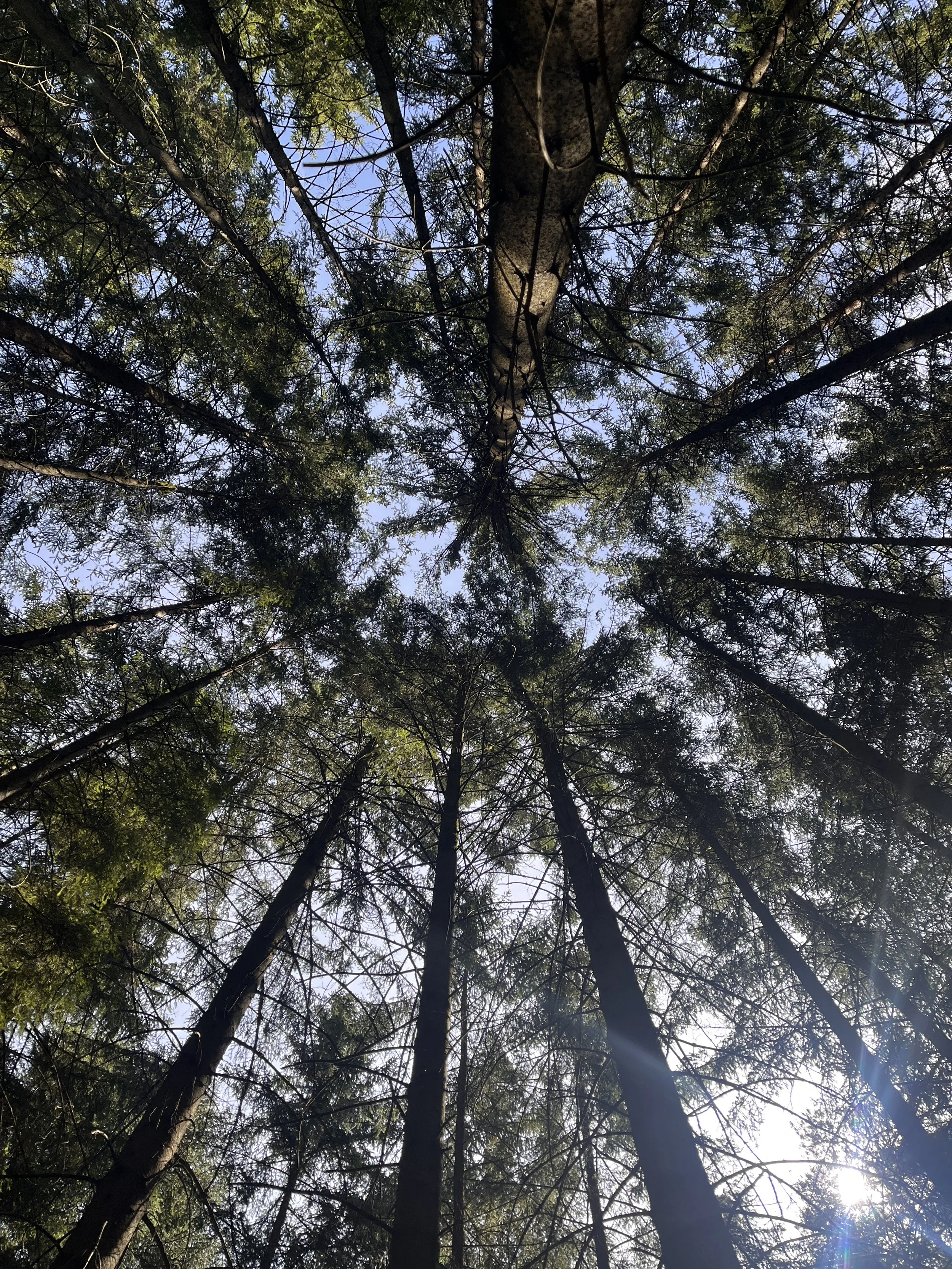 Blick in die Baumwipfel in einem Wald. Coaching in der Natur eröffnet neue Blickwinkel.