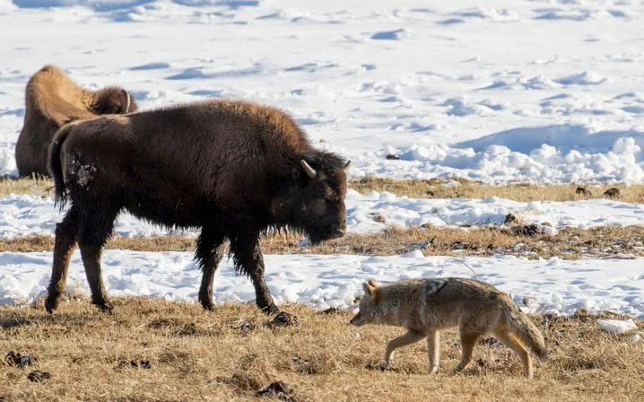 The Yellowstone Syndrome: What Happens When HR Disappears