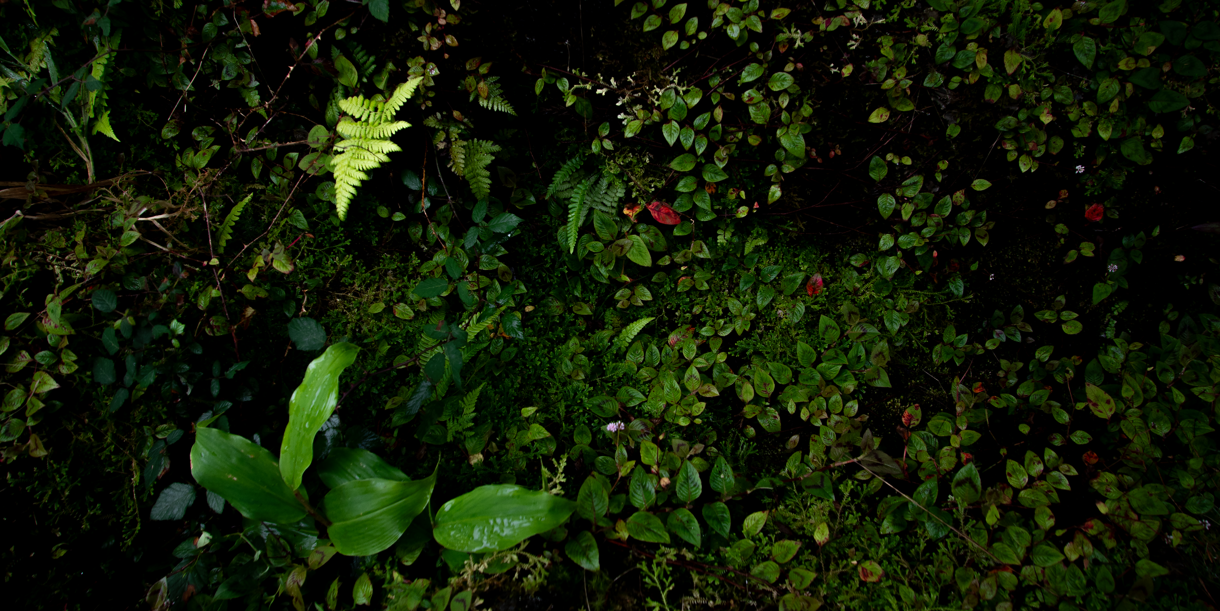 path on the azores