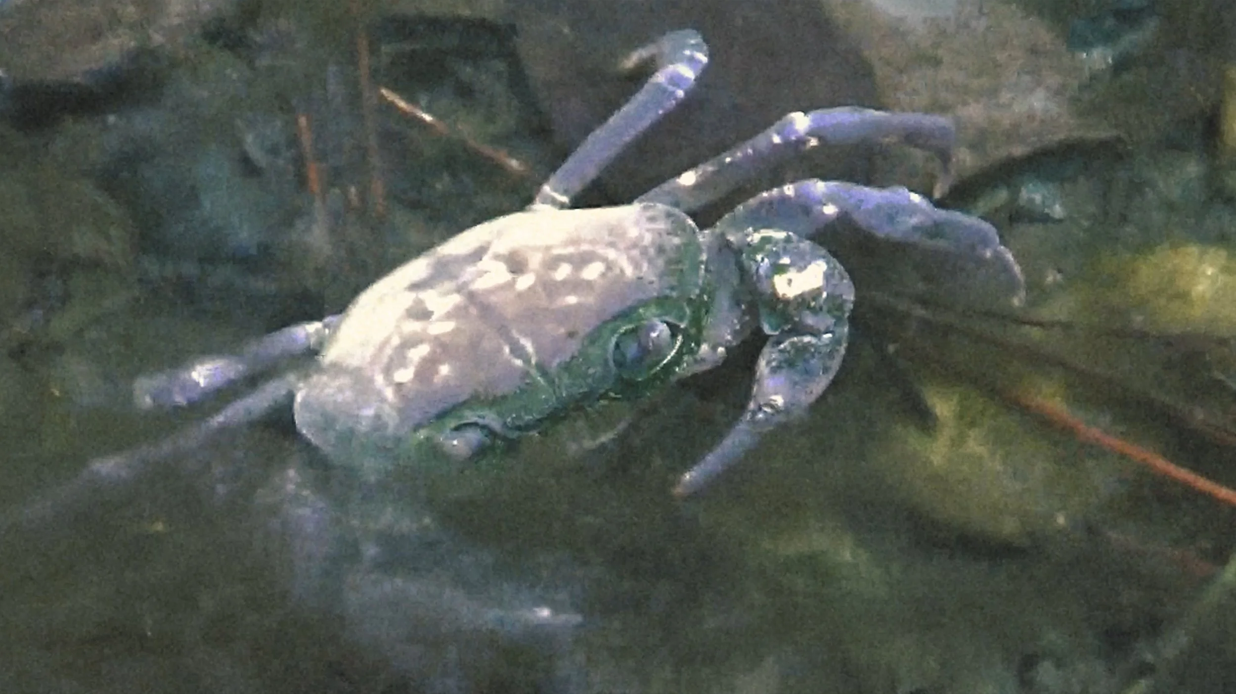 Granchio blu su una superficie di foglie verdi.